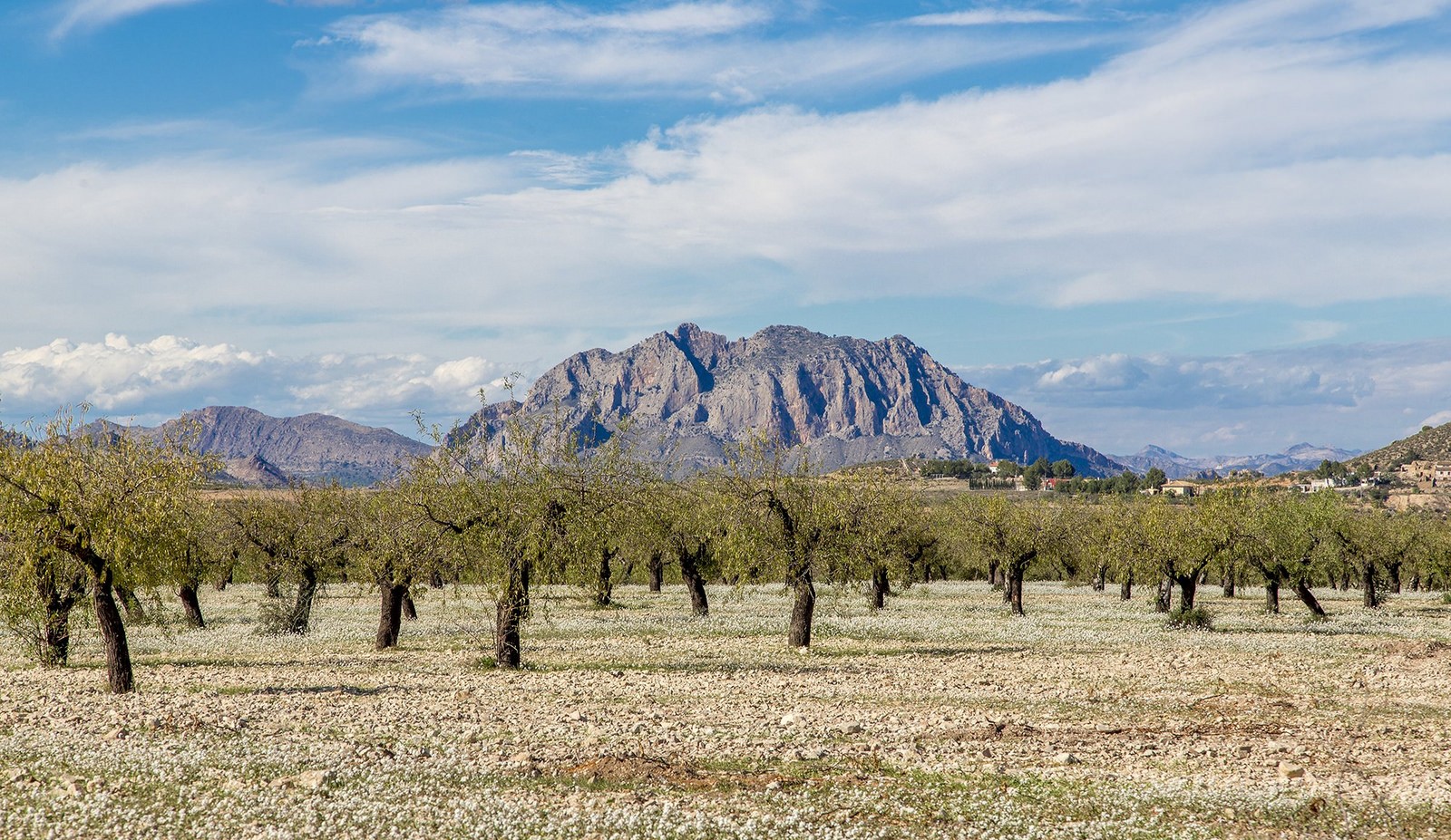 Landscape Orchards Mountains Trees 1600x927