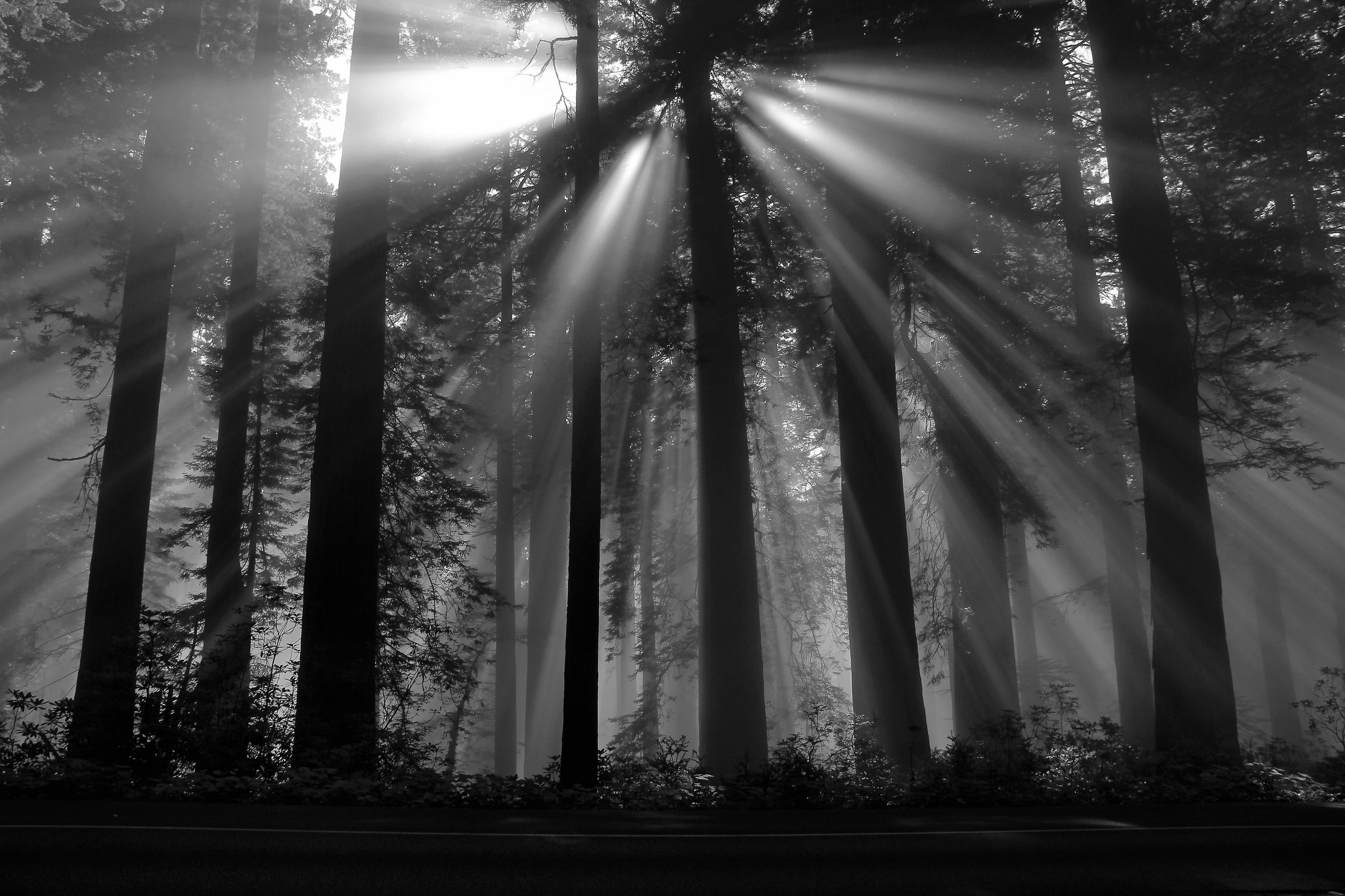 Photography Nature Black Forest Sun Rays Dark Plants Trees Monochrome Deep Forest Forest 2048x1365