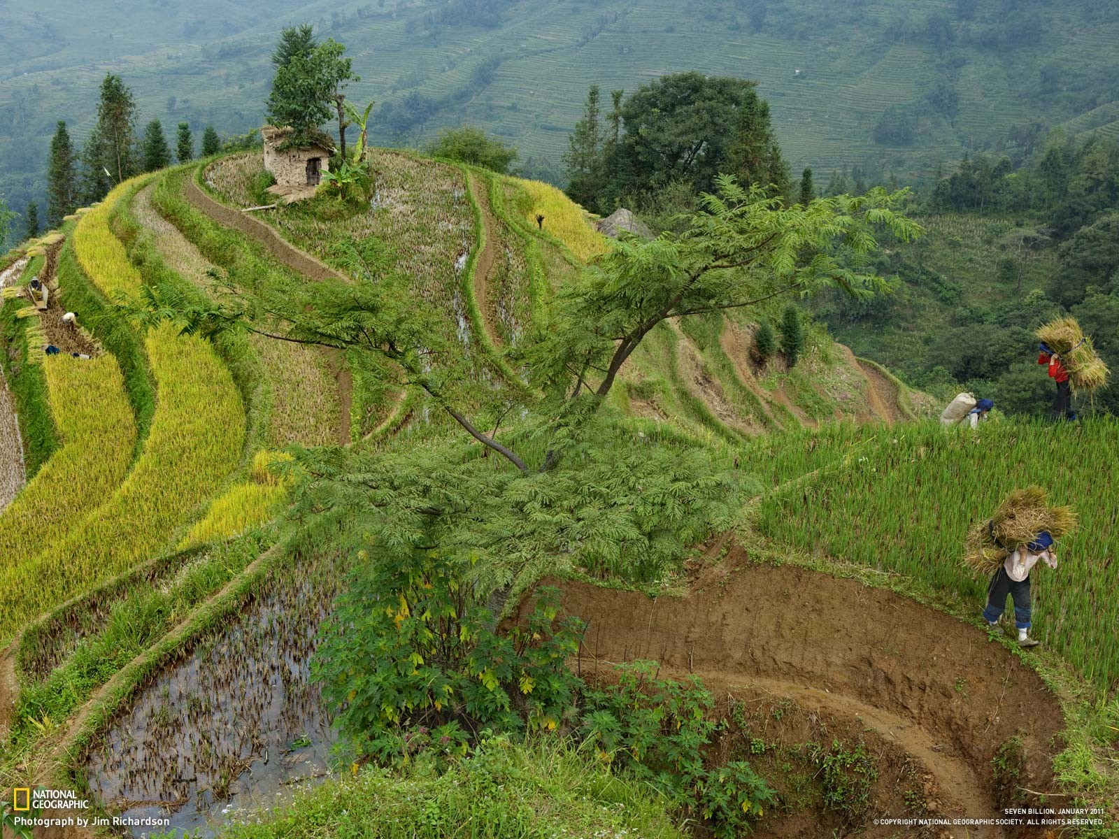 National Geographic Terraces Farm Peasants Rice Paddy China 1600x1200