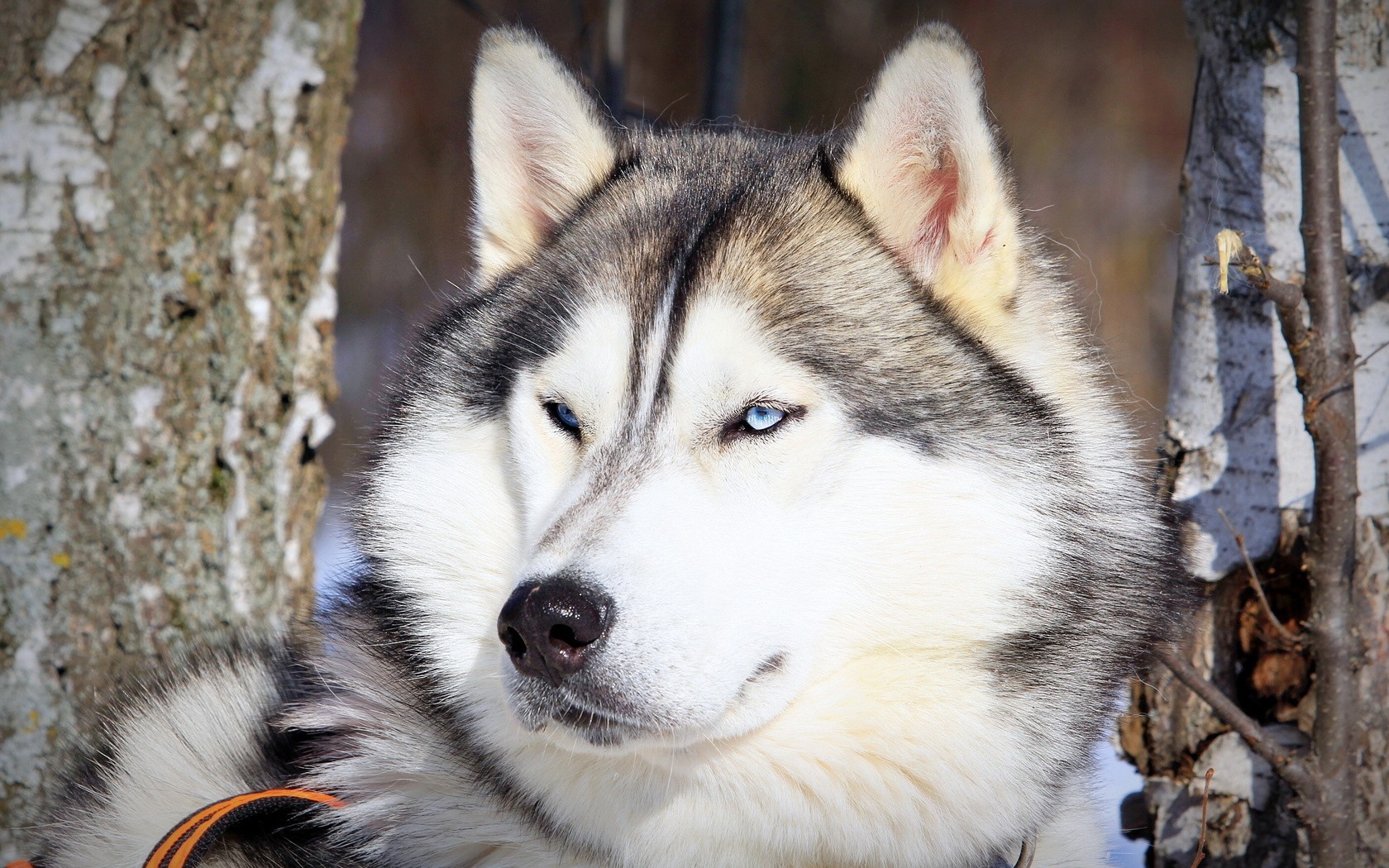 Animals Dog Alaskan Malamute 1680x1050