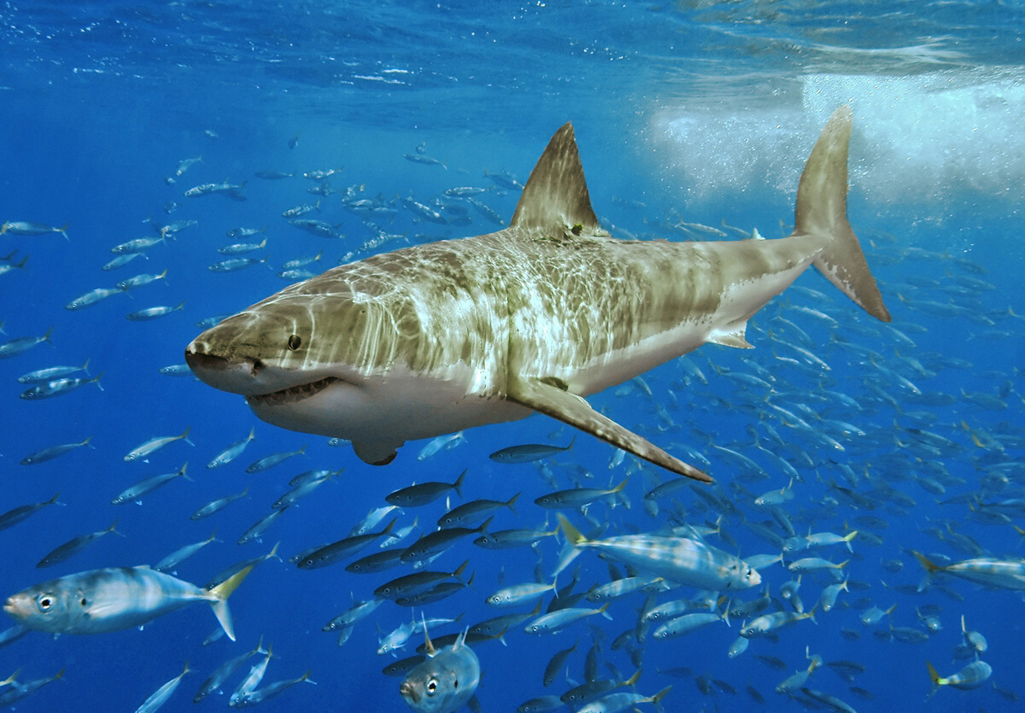 Shark Ocean Fish Great White Shark 1437x1000