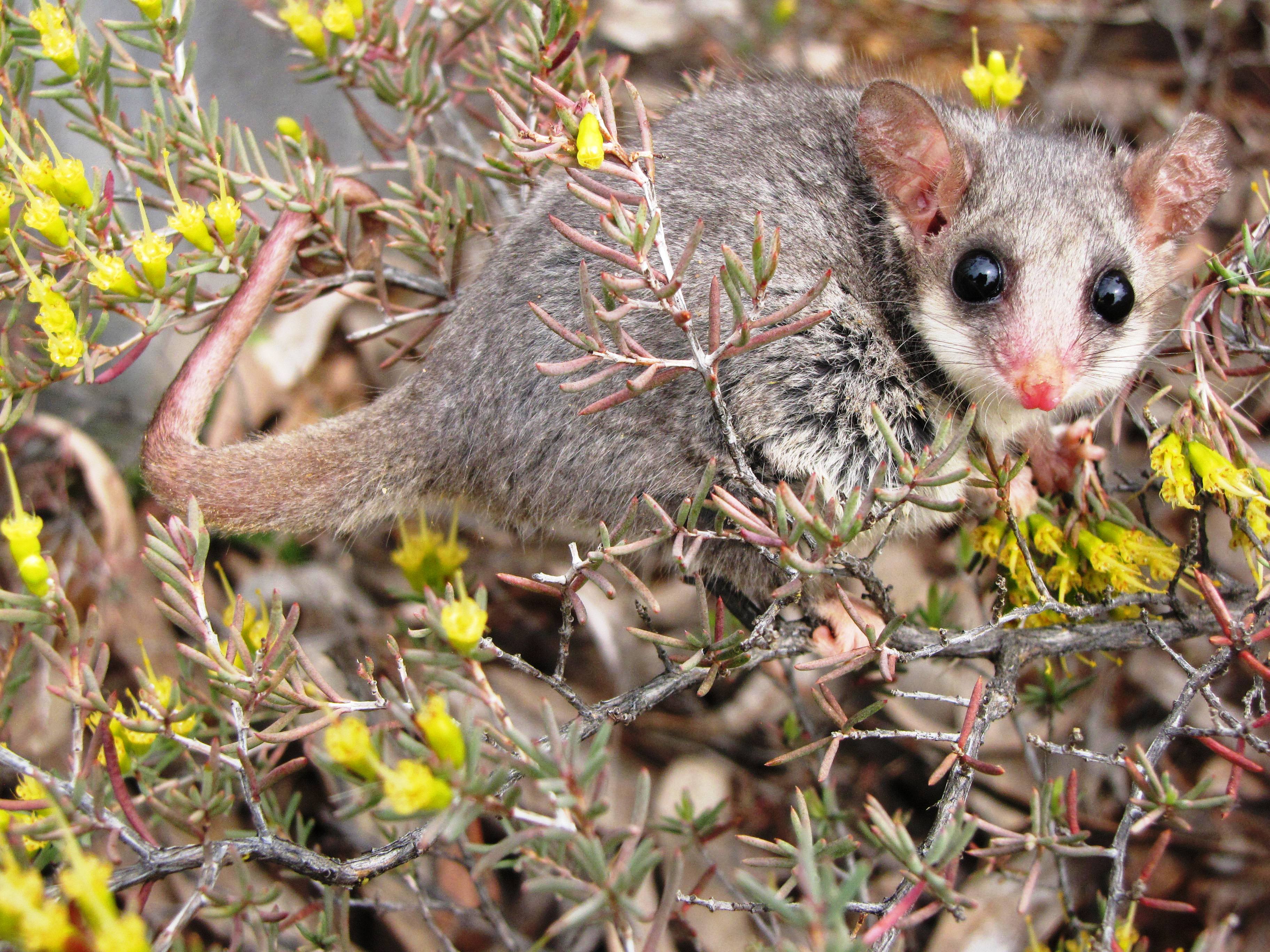 Eastern Pygmy Possum Marsupial Australia 3648x2736