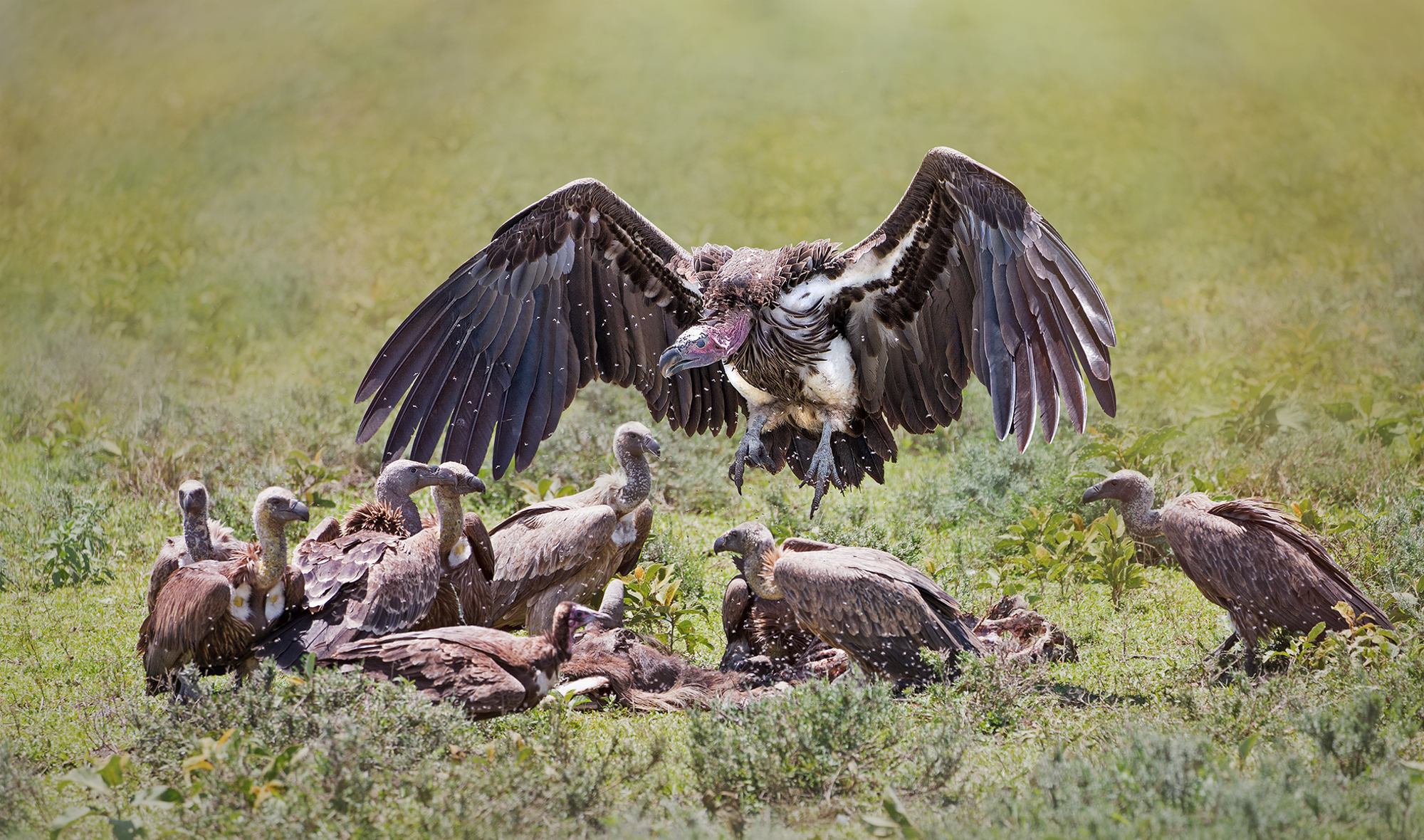 Vulture Bird Wildlife 2000x1180