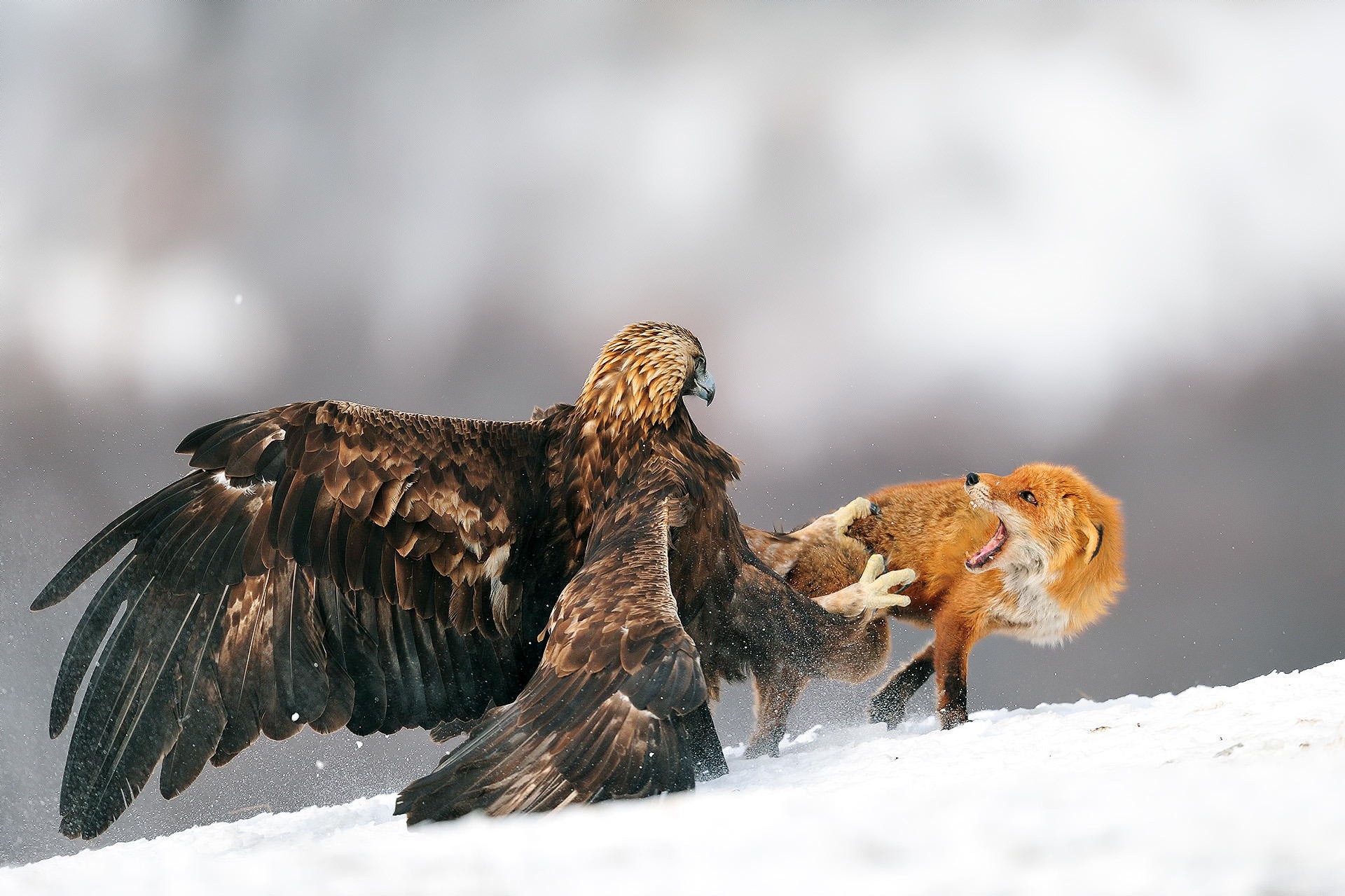 Animals Eagle Fox Fighting Snow Golden Eagles Birds 1920x1279