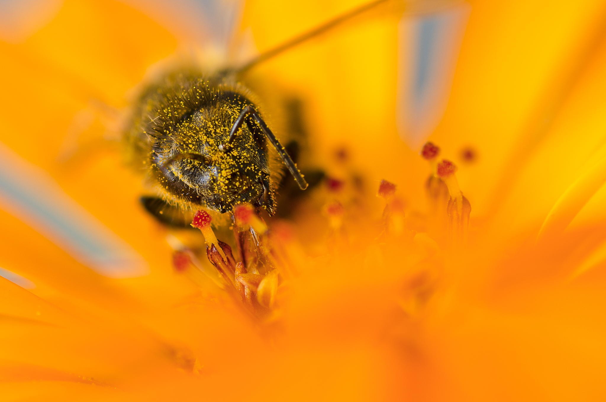 Macro Insect Pollen Bees Flowers Yellow Flowers Yellow 2048x1357
