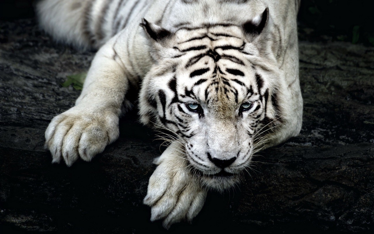 Tiger Animals White Tigers Mammals 1280x800
