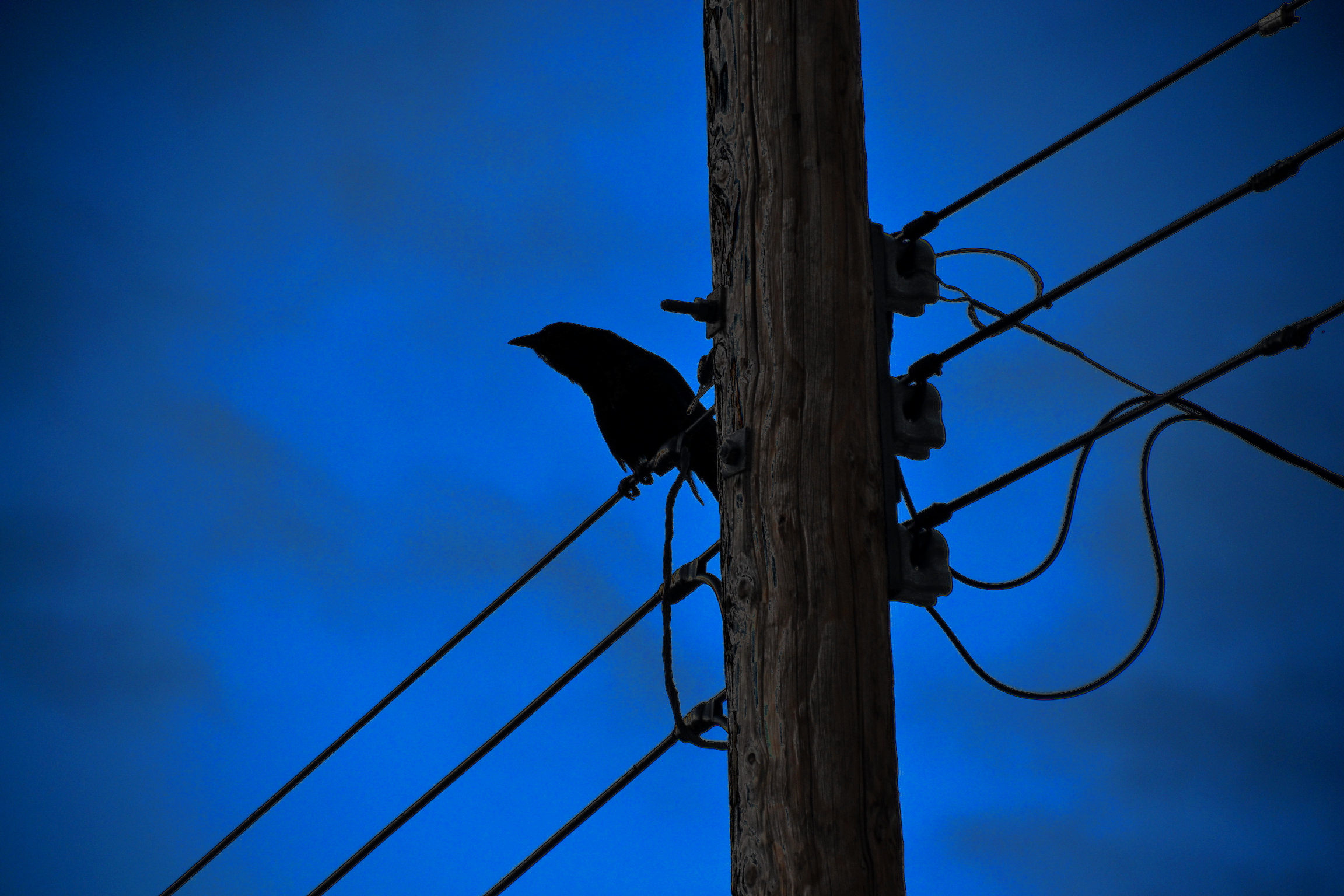 Crow Wire Blue 2304x1536