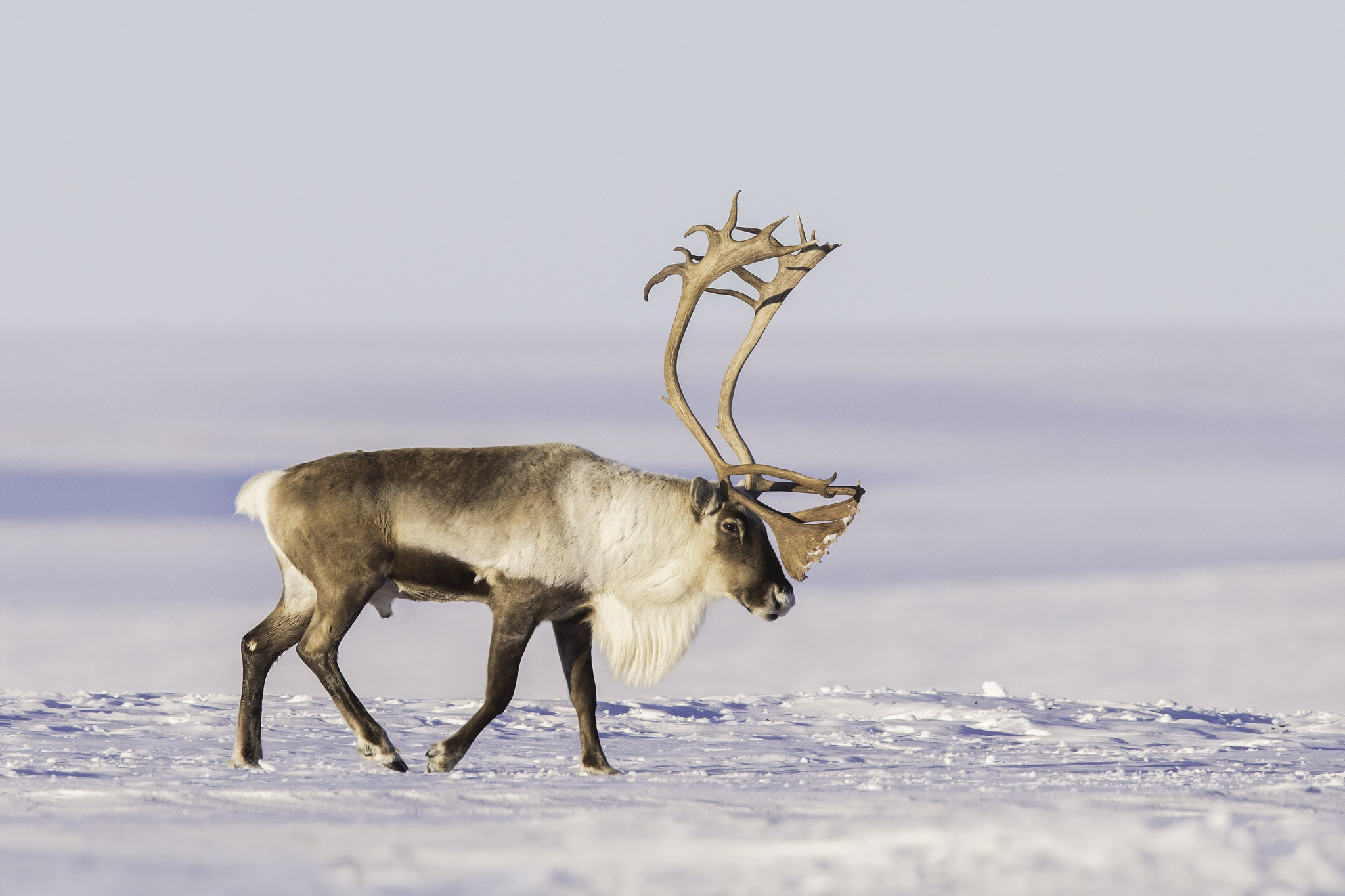 Reindeer Snow Wildlife 2048x1365