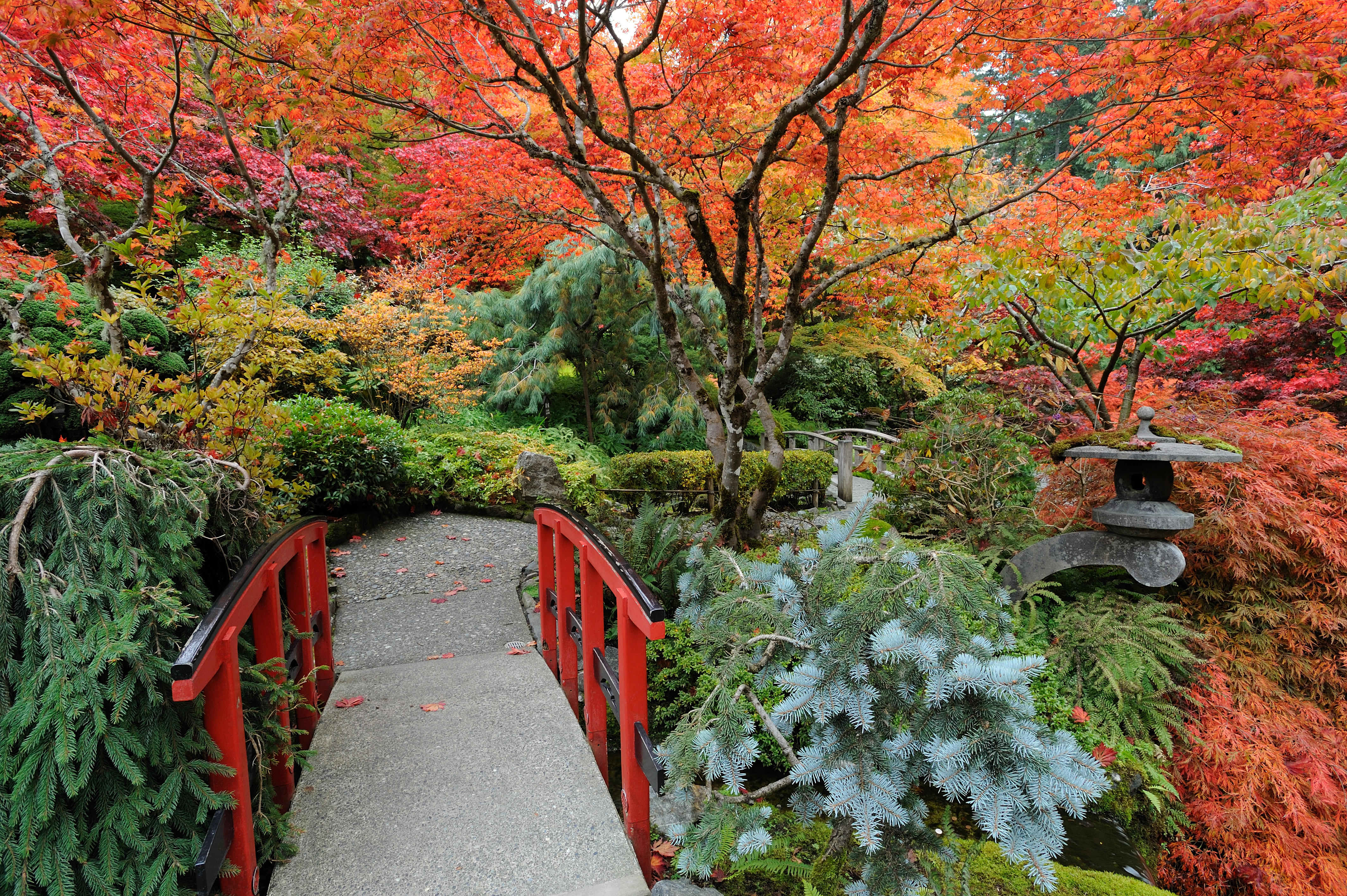 Japanese Garden Tree Fall Path Garden Bush 4256x2832