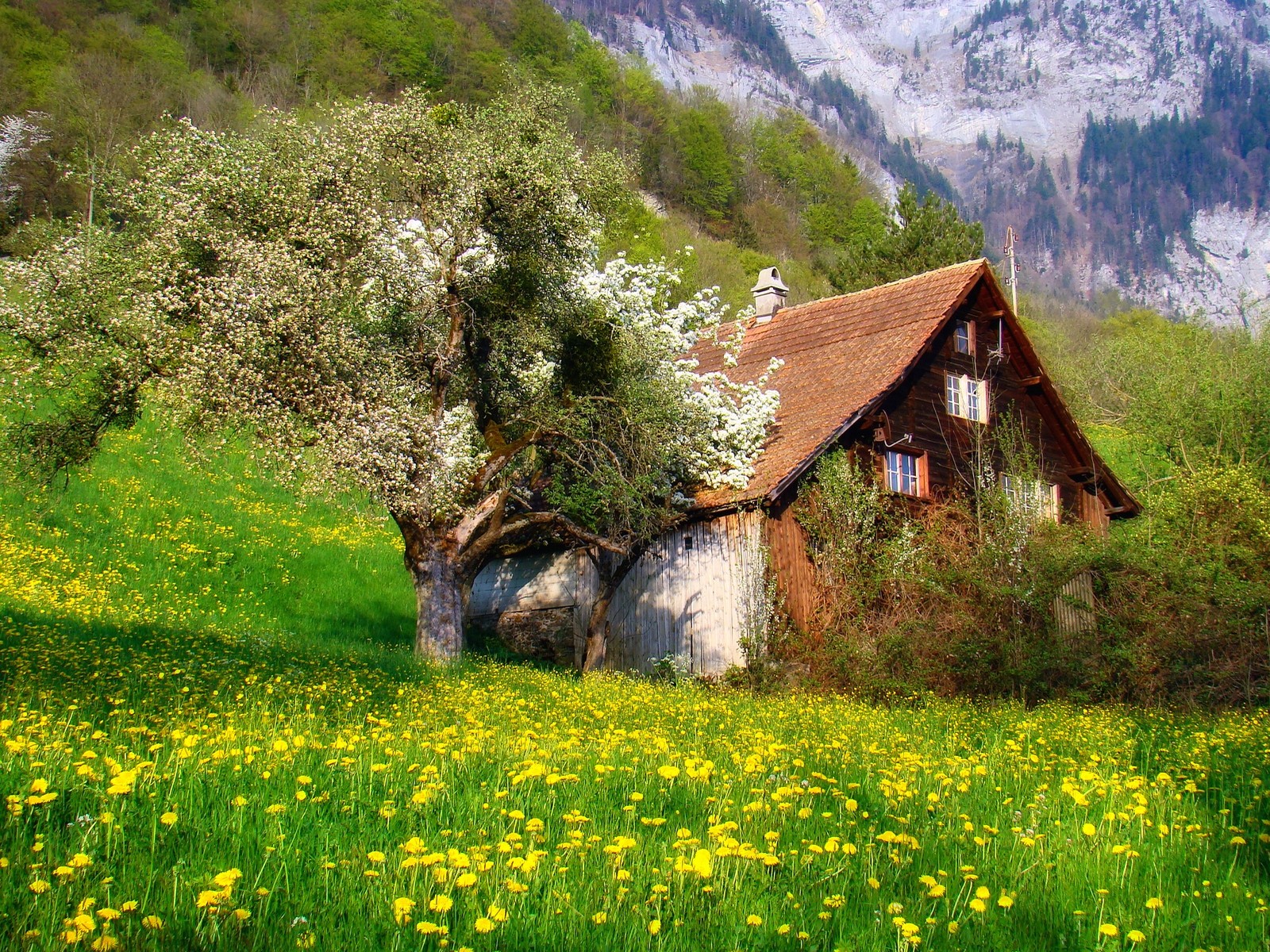 Photography Nature Landscape Cottage Flowers Spring Mountains Trees Shrubs Swiss Alps 1600x1200