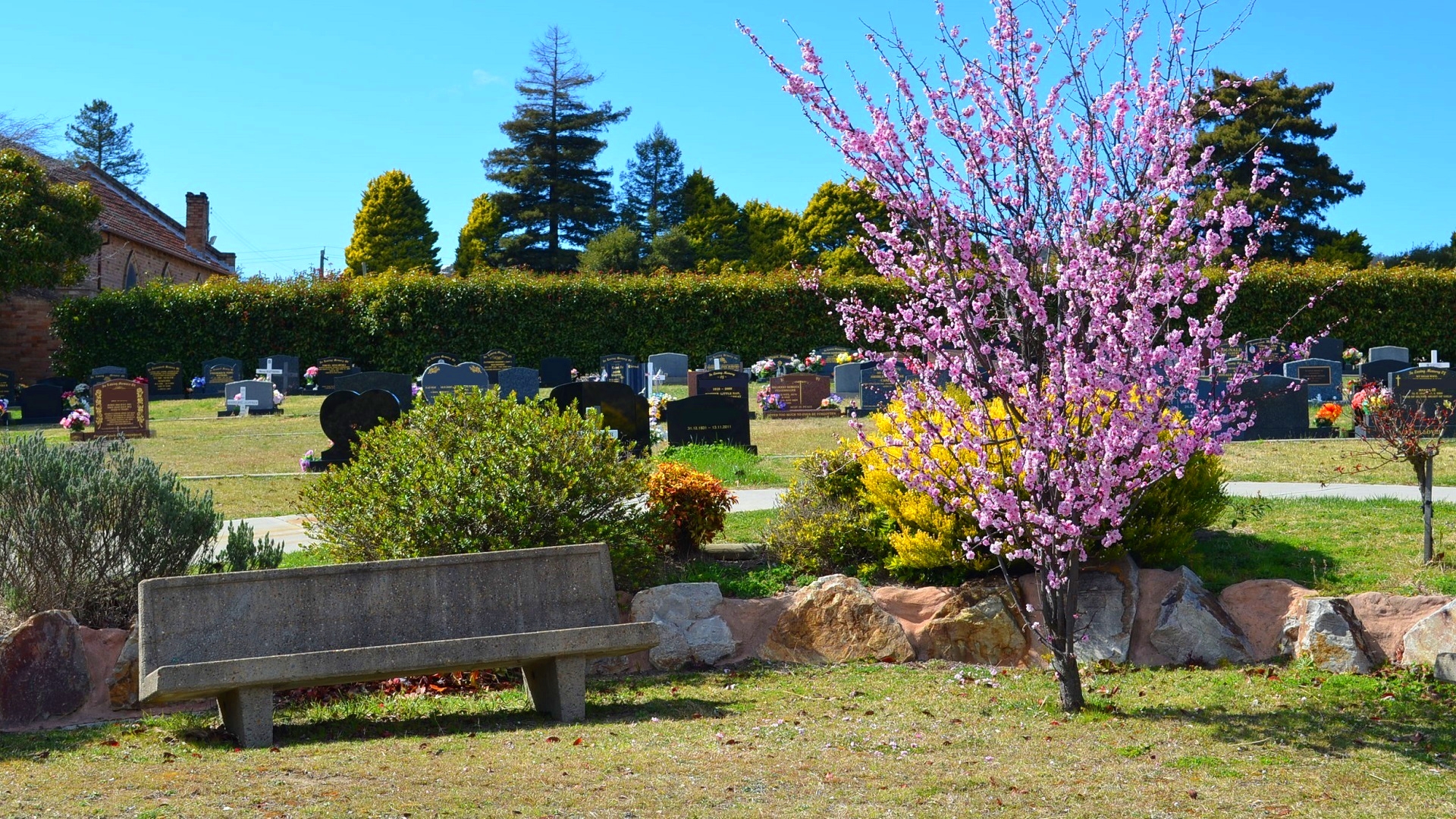 Cemetery Bench Tree Blossom Lithgow Australia Grave Headstone 1920x1080