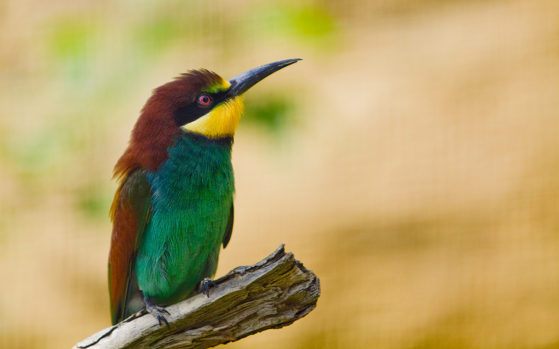 Golden Bee Eater 1920x1200