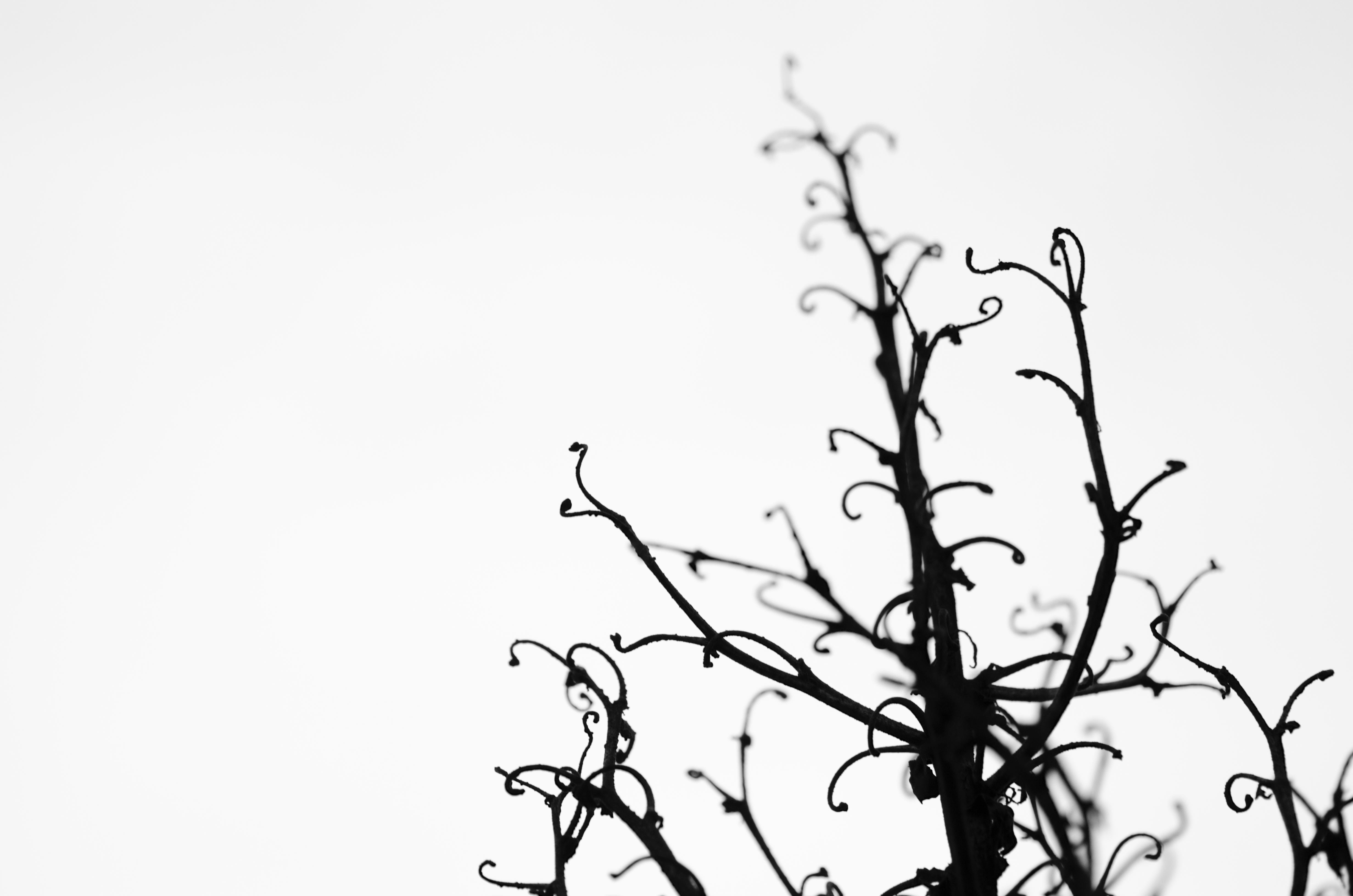 Minimalism Trees Branch 4928x3264