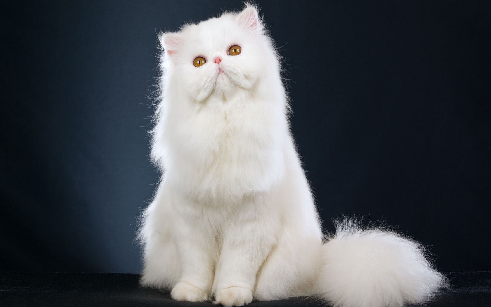 Animal Persian Cat 1680x1050