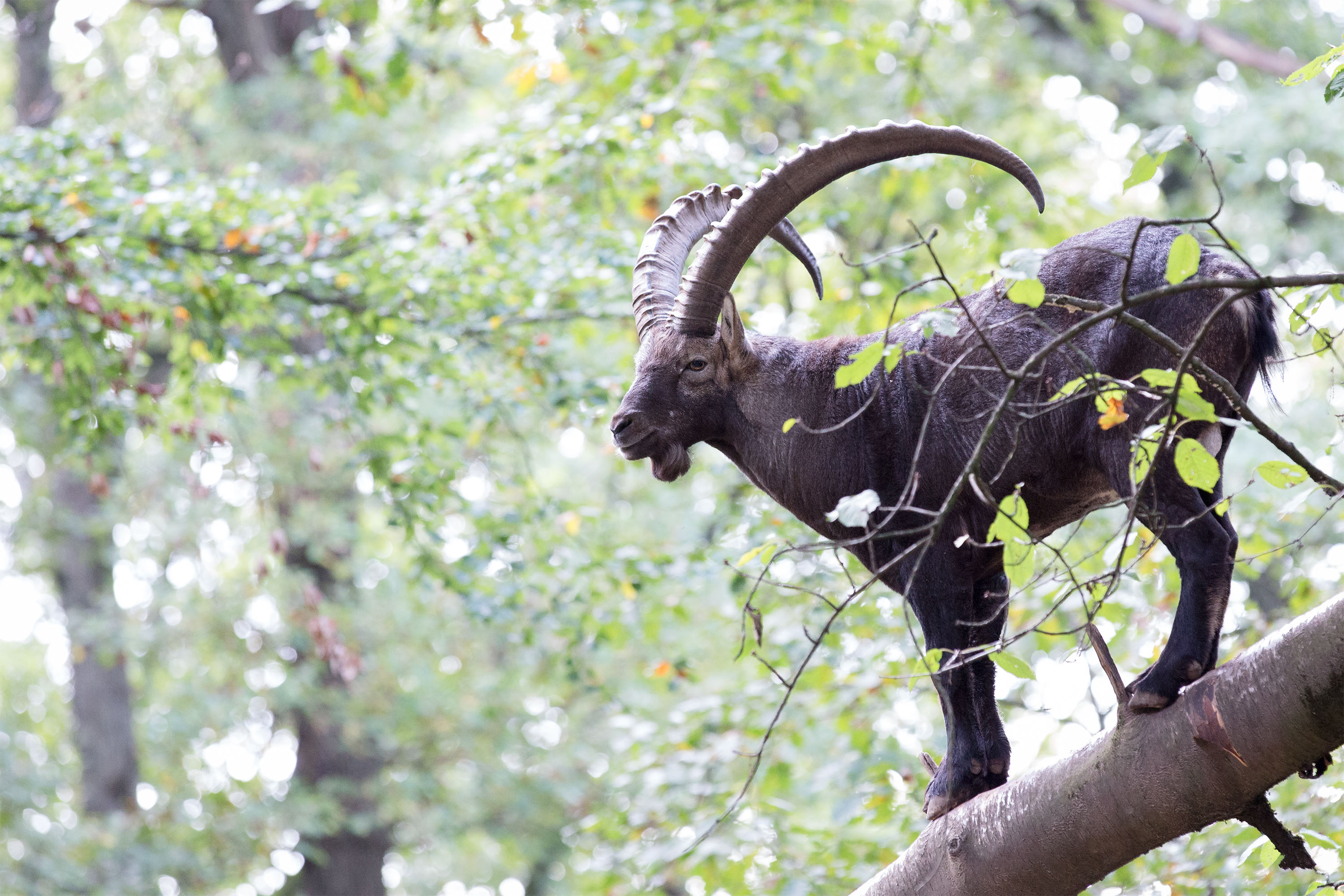 Alpine Ibex 3000x2000