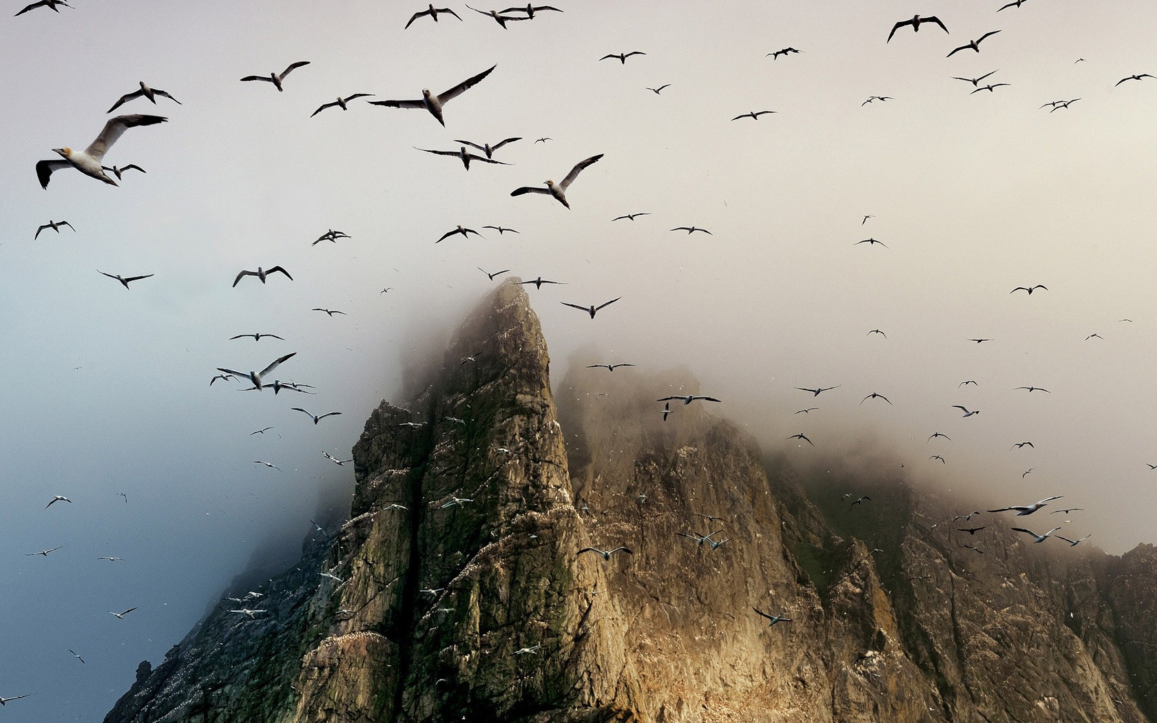 Animals Birds Cliff Mountains Gannets Mist 1680x1050