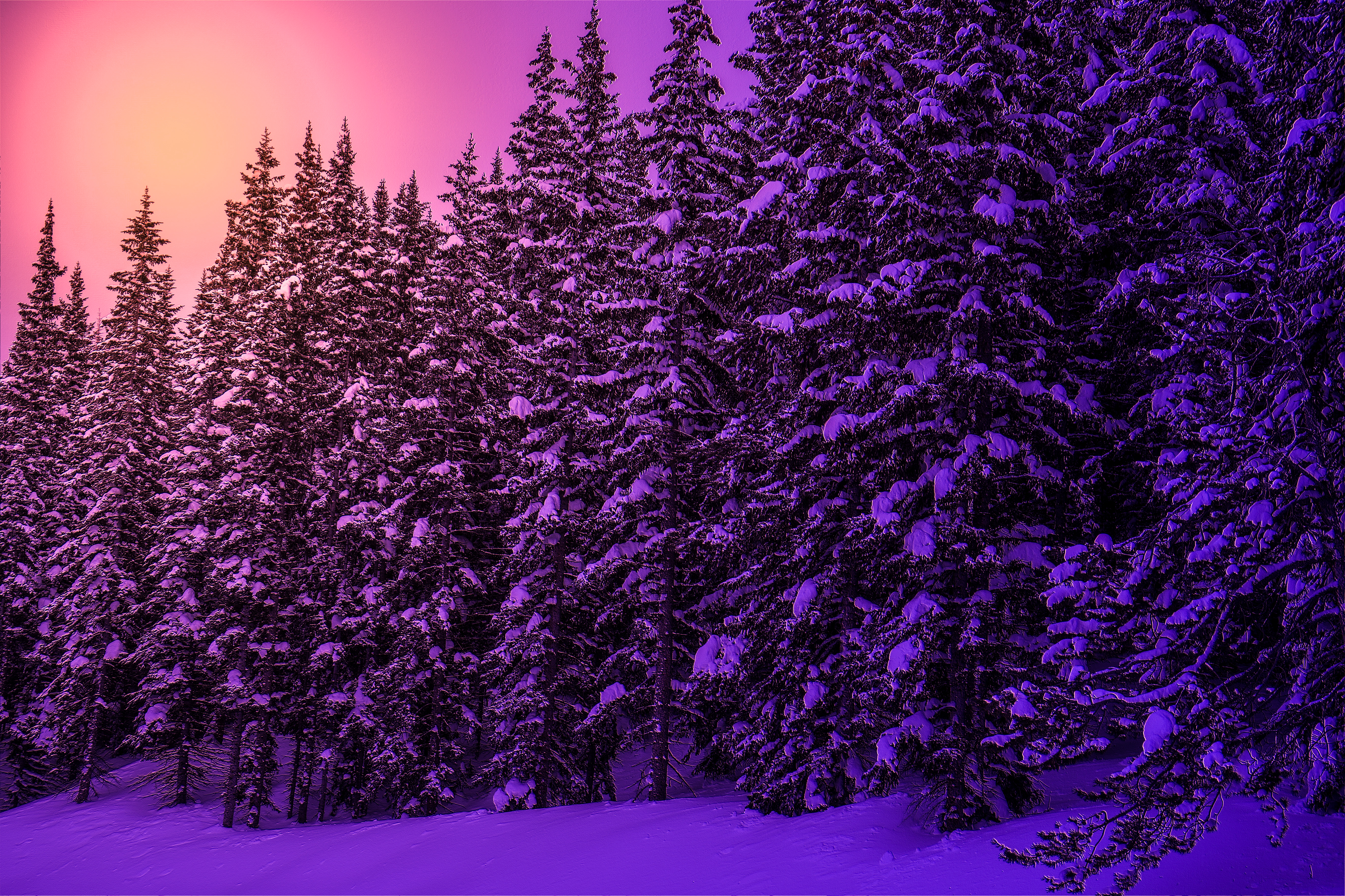 Earth Winter Forest Tree Pine Snow Sunset Purple 5472x3648