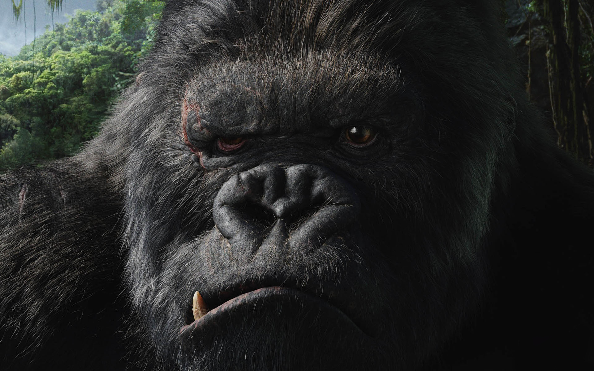 King Kong Face Gorilla Animal 1920x1200