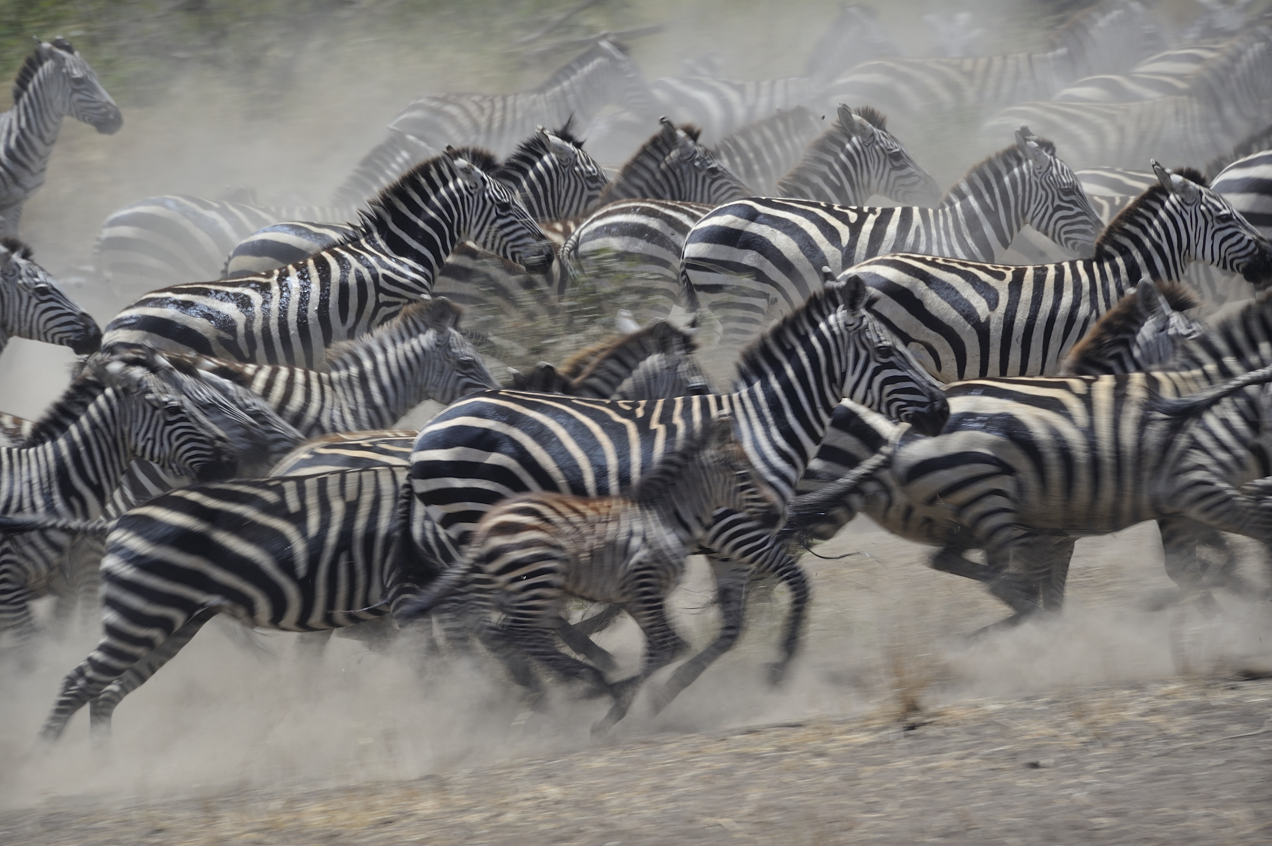 Zebra Tanzania Africa Wildlife 4256x2832