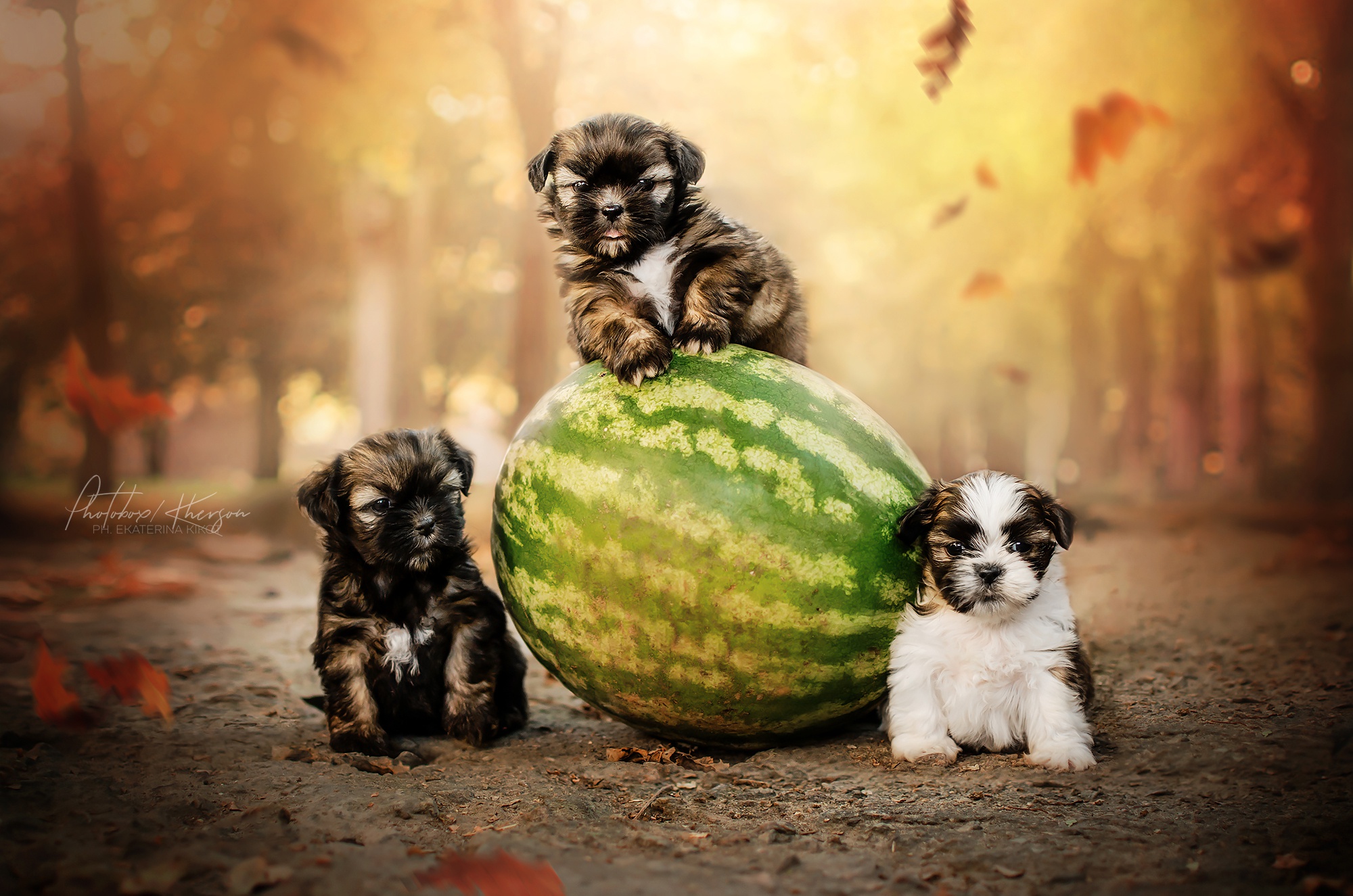 Melons Food Dog Animals Mammals Puppies 2000x1325