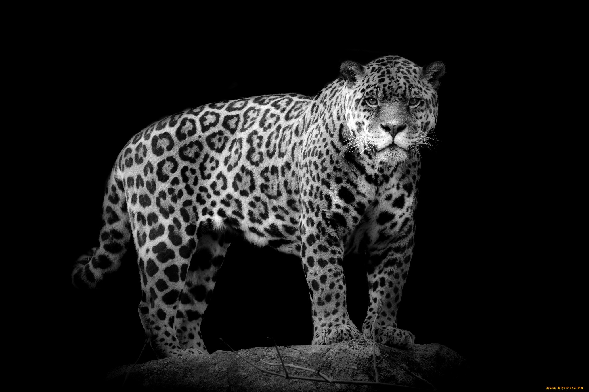 Animal Jaguar 2048x1365