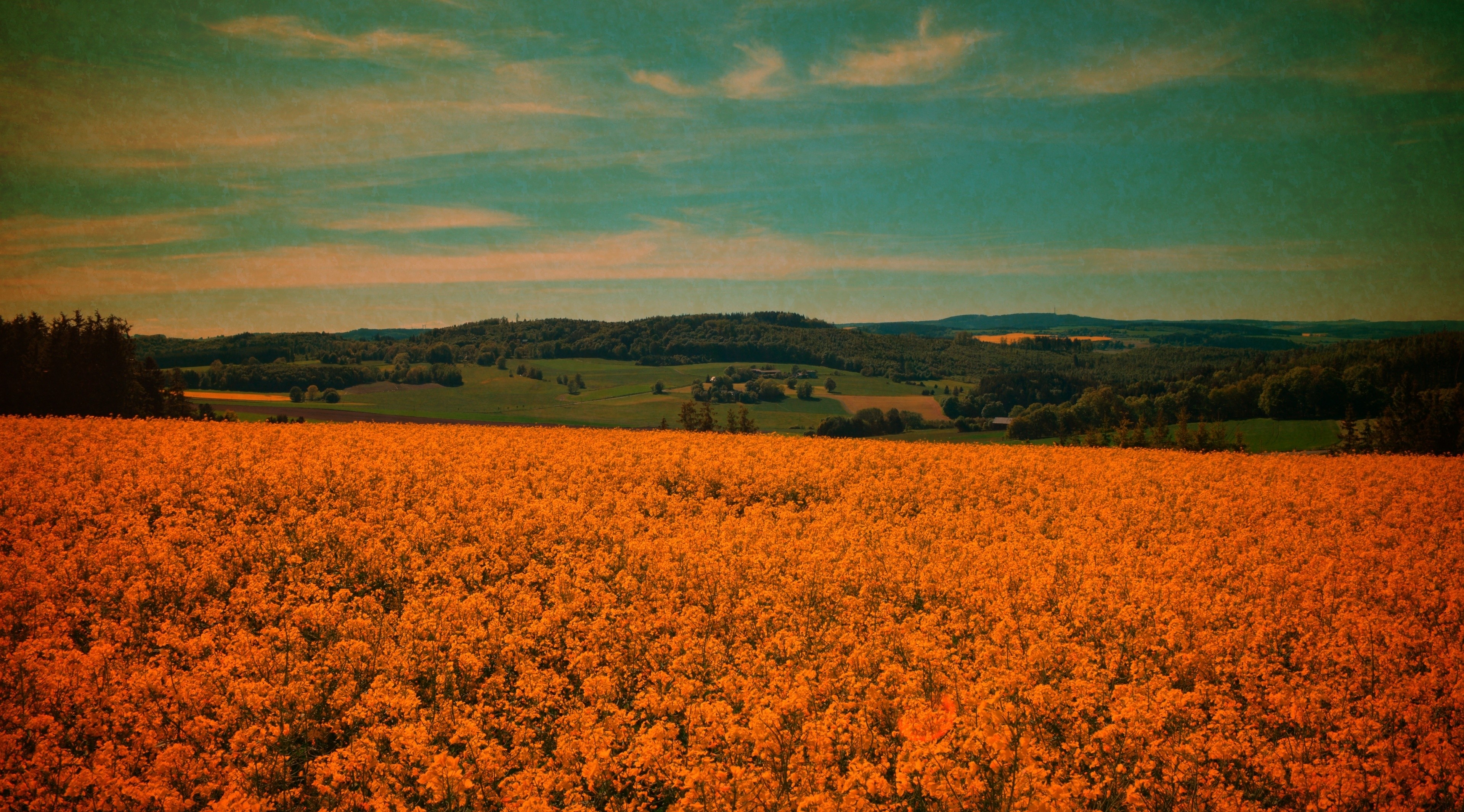Field Landscape Orange Flowers Color Correction Hills Wildflowers 3840x2130