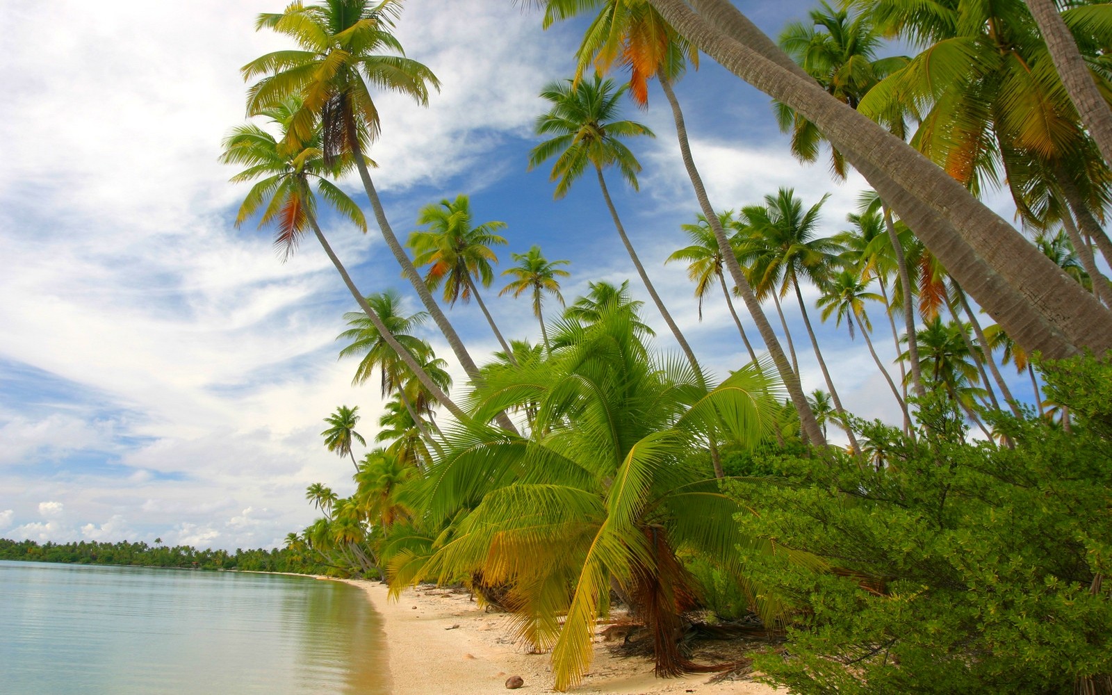 Nature Landscape Tropical Island Beach French Polynesia Sea Palm Trees White Sand Clouds Summer Shru 1600x1000