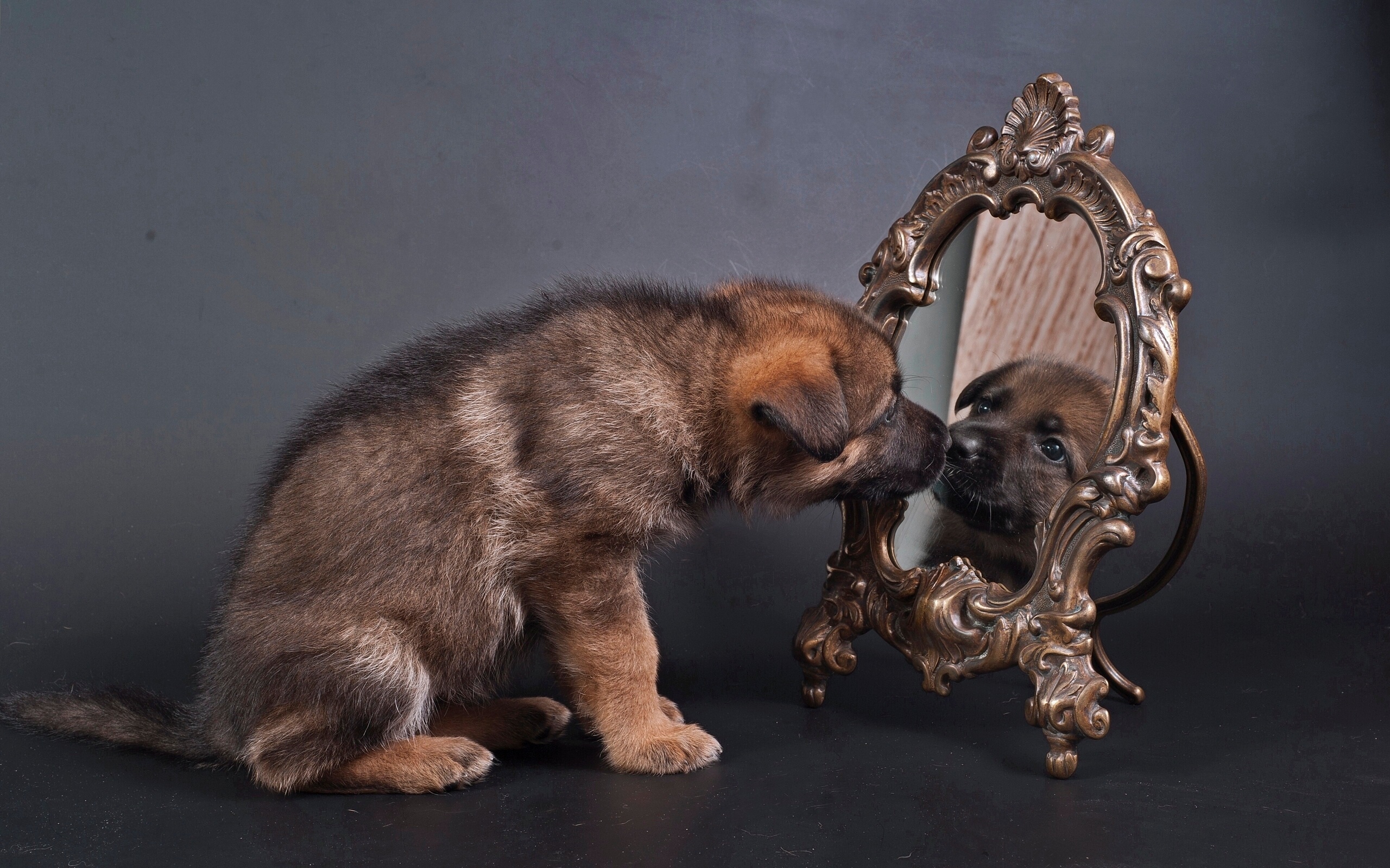 Puppy Mirror 2560x1600