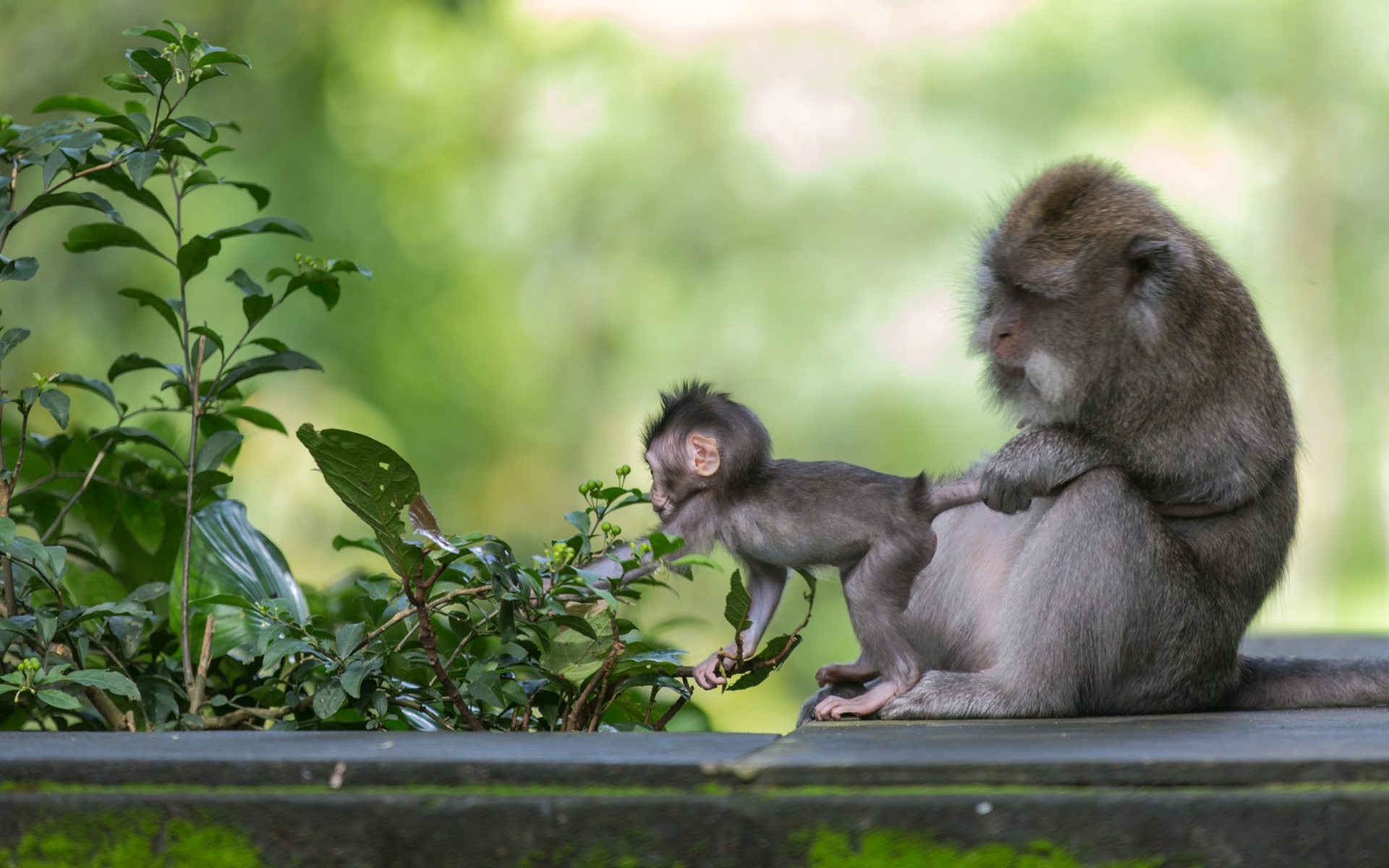 Monkey Animal Macaque Baby Animal Wildlife Primate 1920x1200