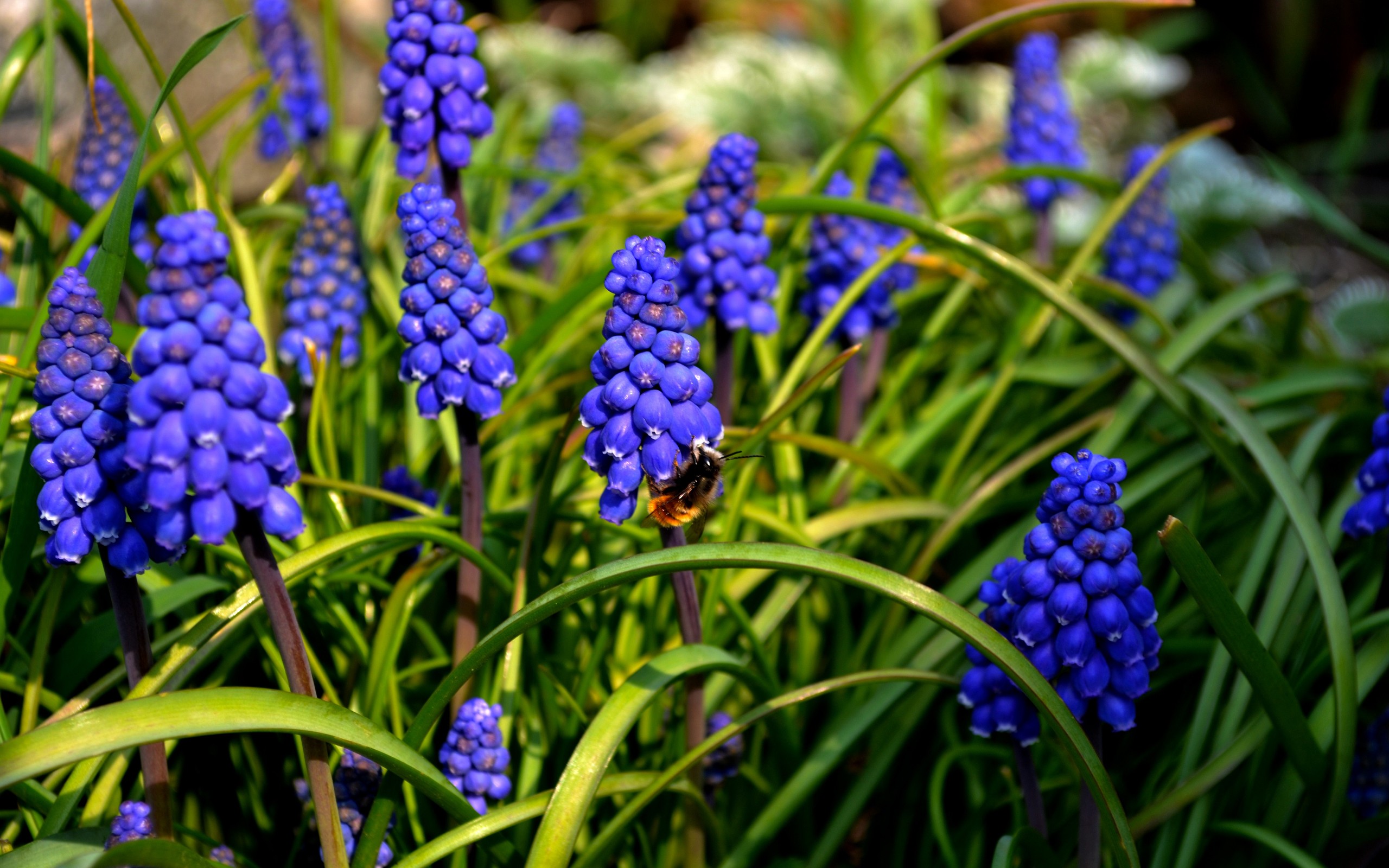 Nature Bees Flowers Muscari Blue Flowers 2560x1600