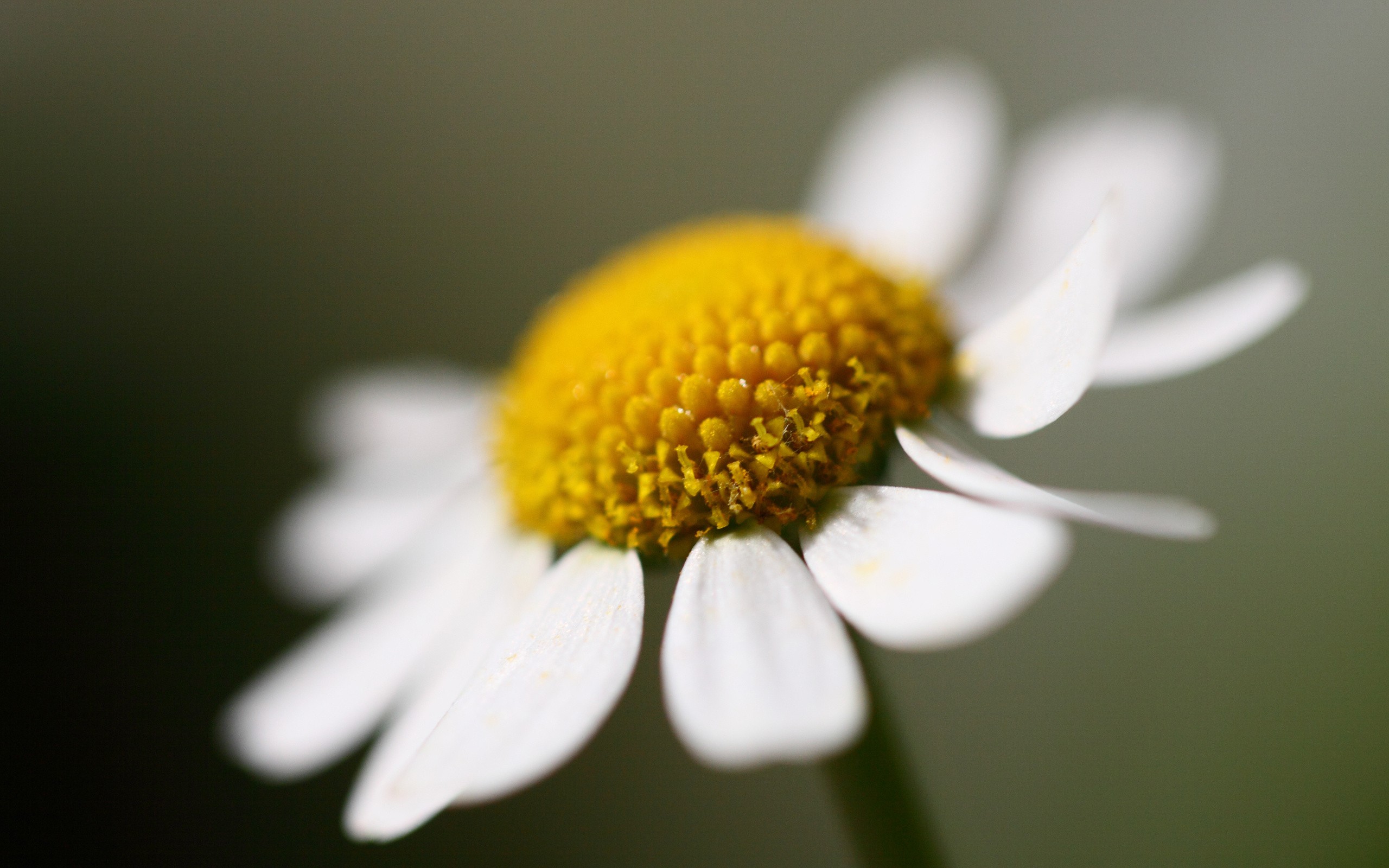 Nature Flowers Daisies 2560x1600