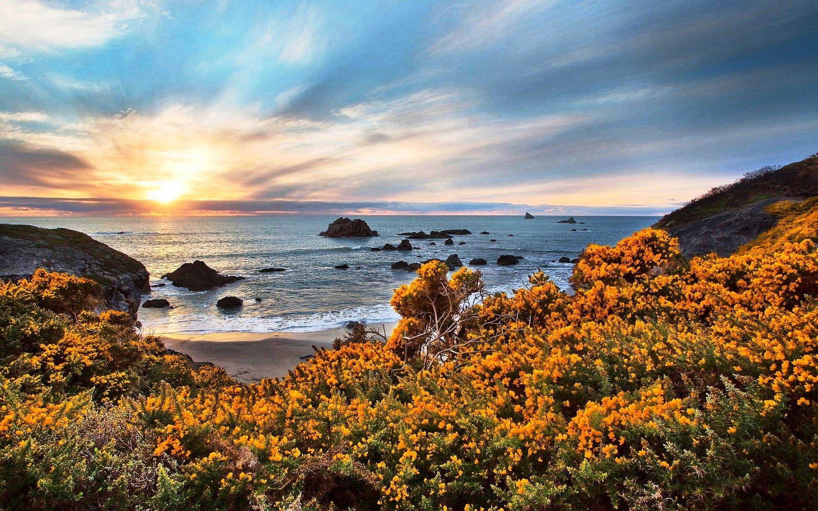 Nature Landscape Beach Wildflowers Sunset Sea Rock Sand Sky Clouds Oregon Yellow Blue 1600x1000