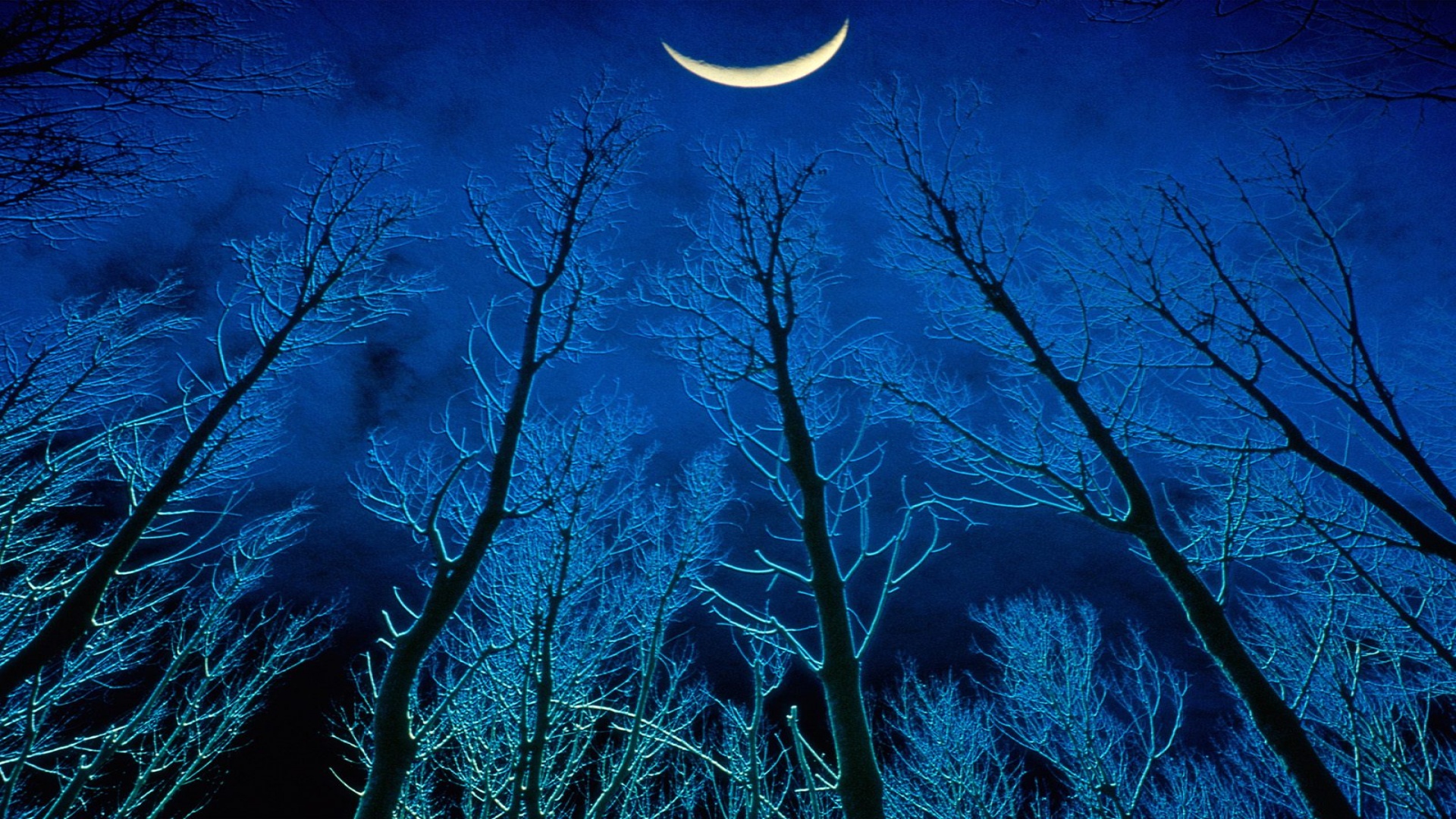 Artistic Tree Forest Night Moon Crescent 1920x1080