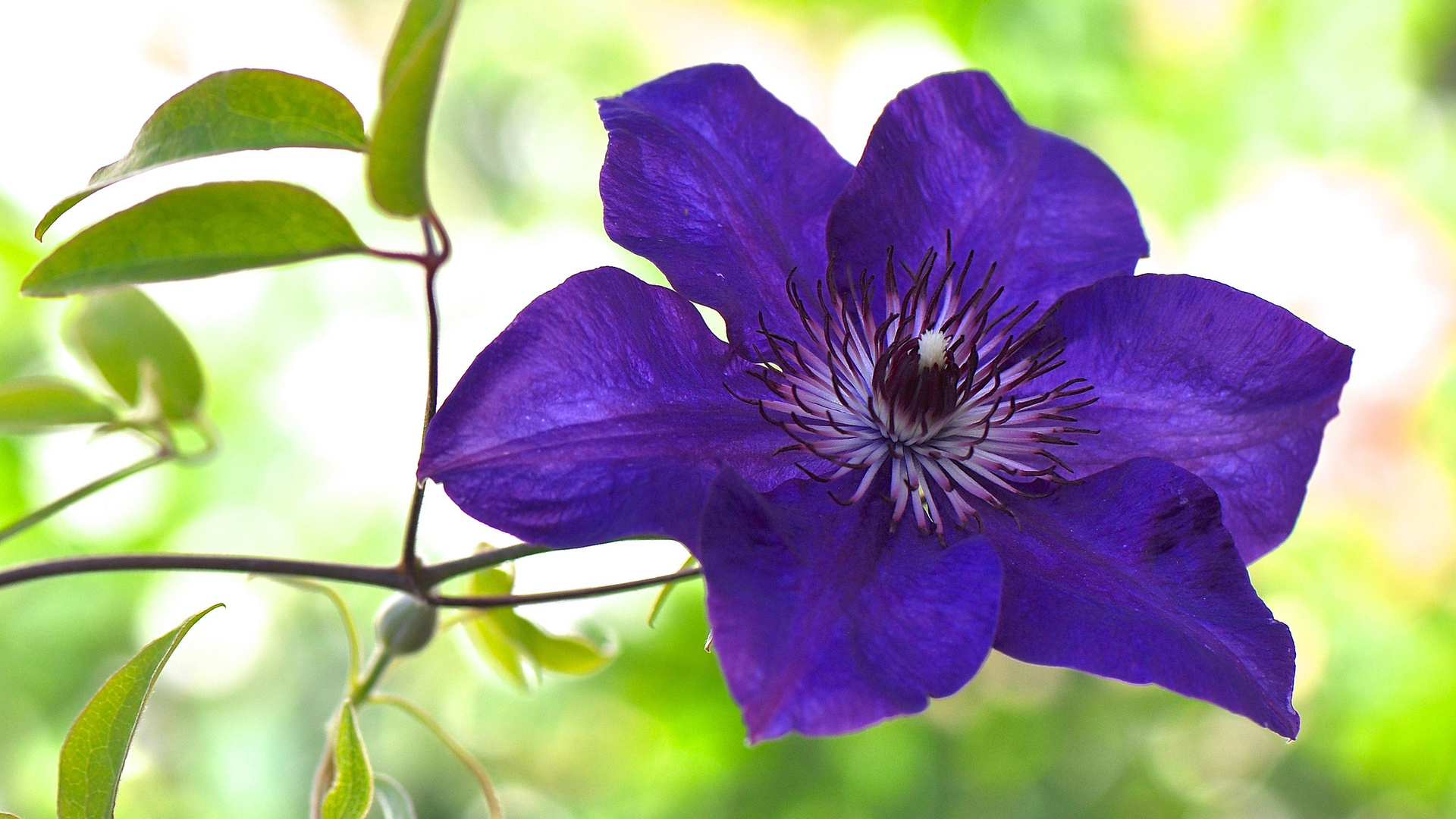 Nature Flowers Purple Flower Purple Flowers Plants Clematis 1920x1080