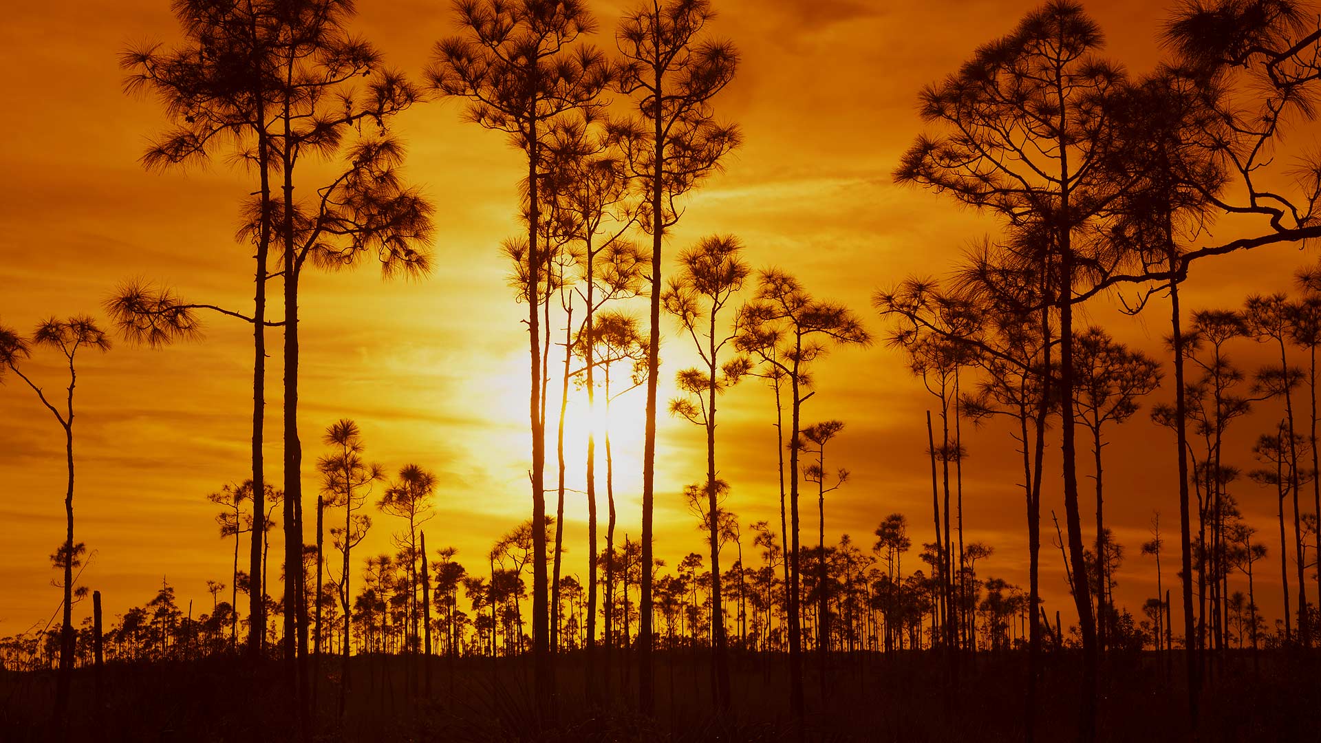Earth Sunset Everglades National Park Tree Silhouette Orange Color 1920x1080
