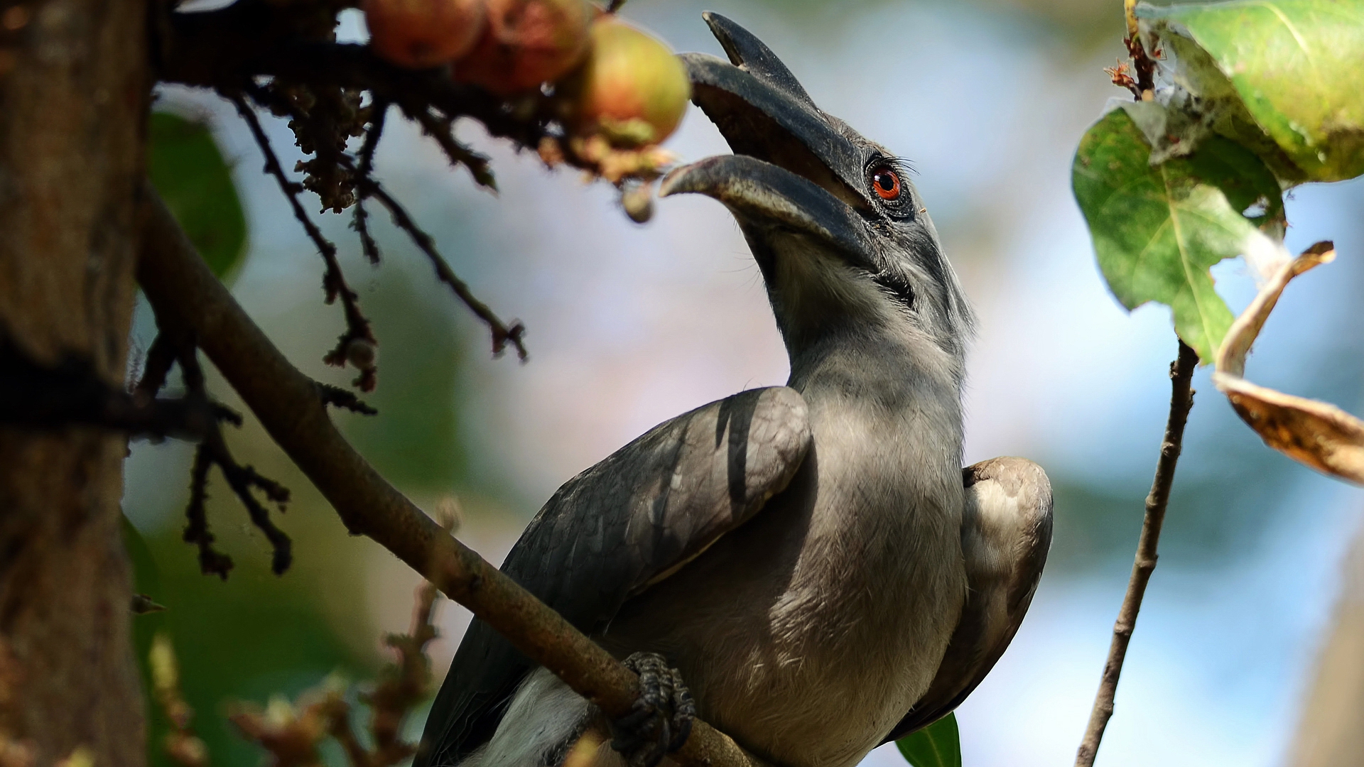 Grey Hornbill Hornbill 1920x1080