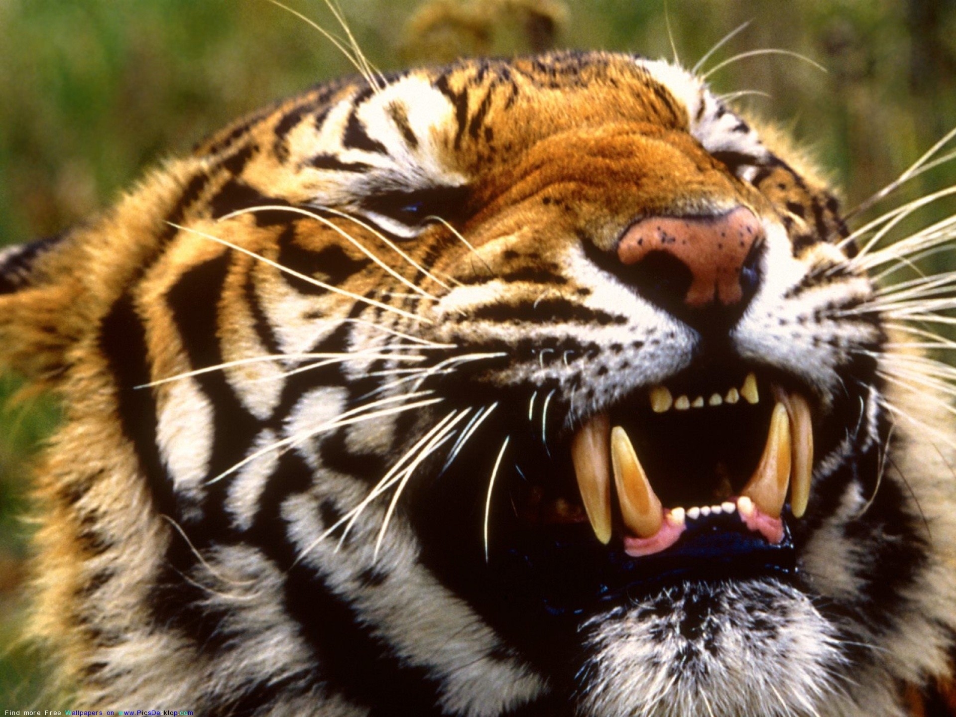 Animals Tiger Wildlife Attack Big Cats 1920x1440