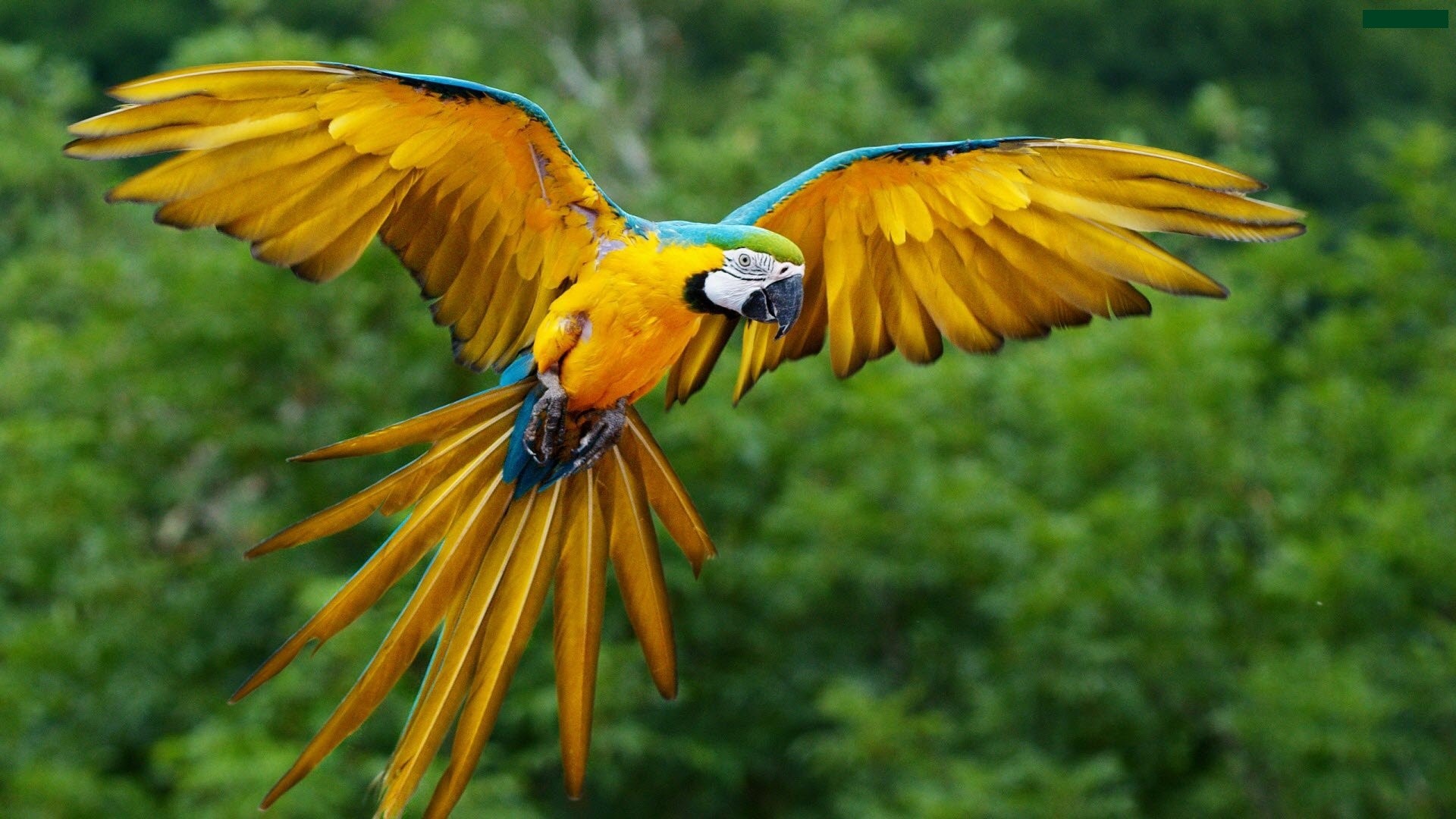 Animals Macaws Birds Parrot 1920x1080