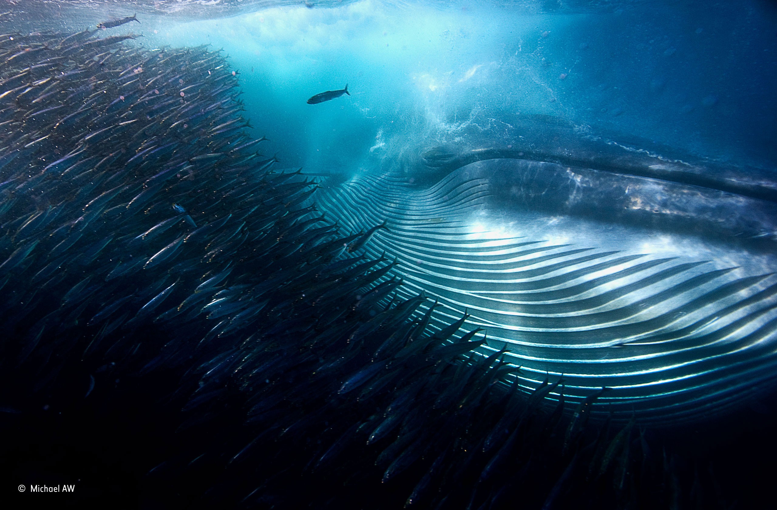 Nature Water Underwater Sea Animals Winner Photography Contests Whale Shoal Of Fish Swarm Fish South 2560x1682