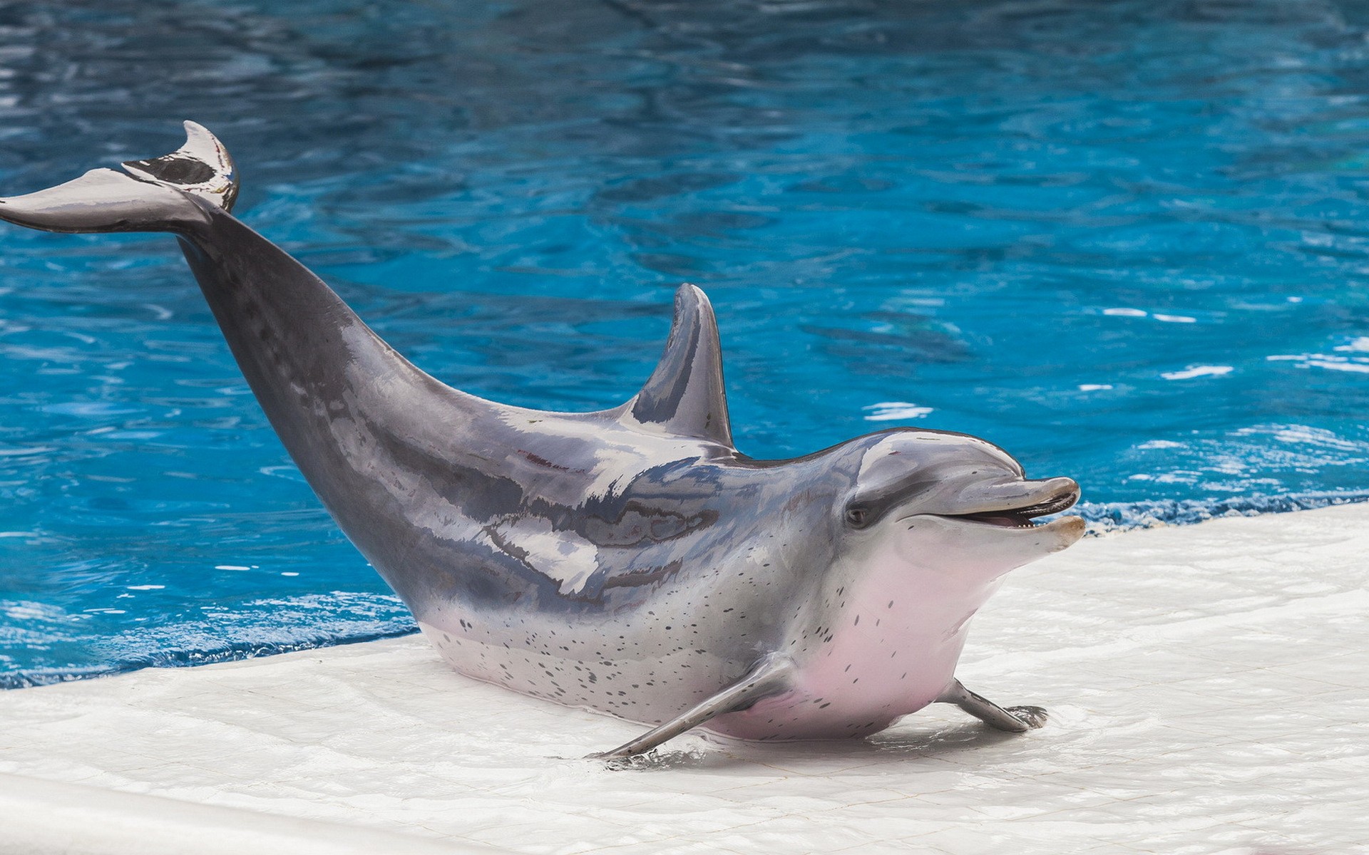 Dolphin Mammals Animals Fish Tank Exercise 1920x1200