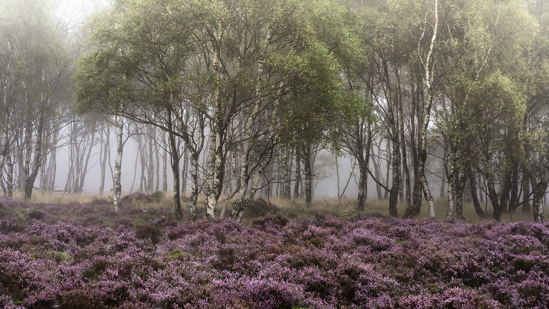 Birch Tree Fog Forest Flower Purple Flower Nature 1920x1080