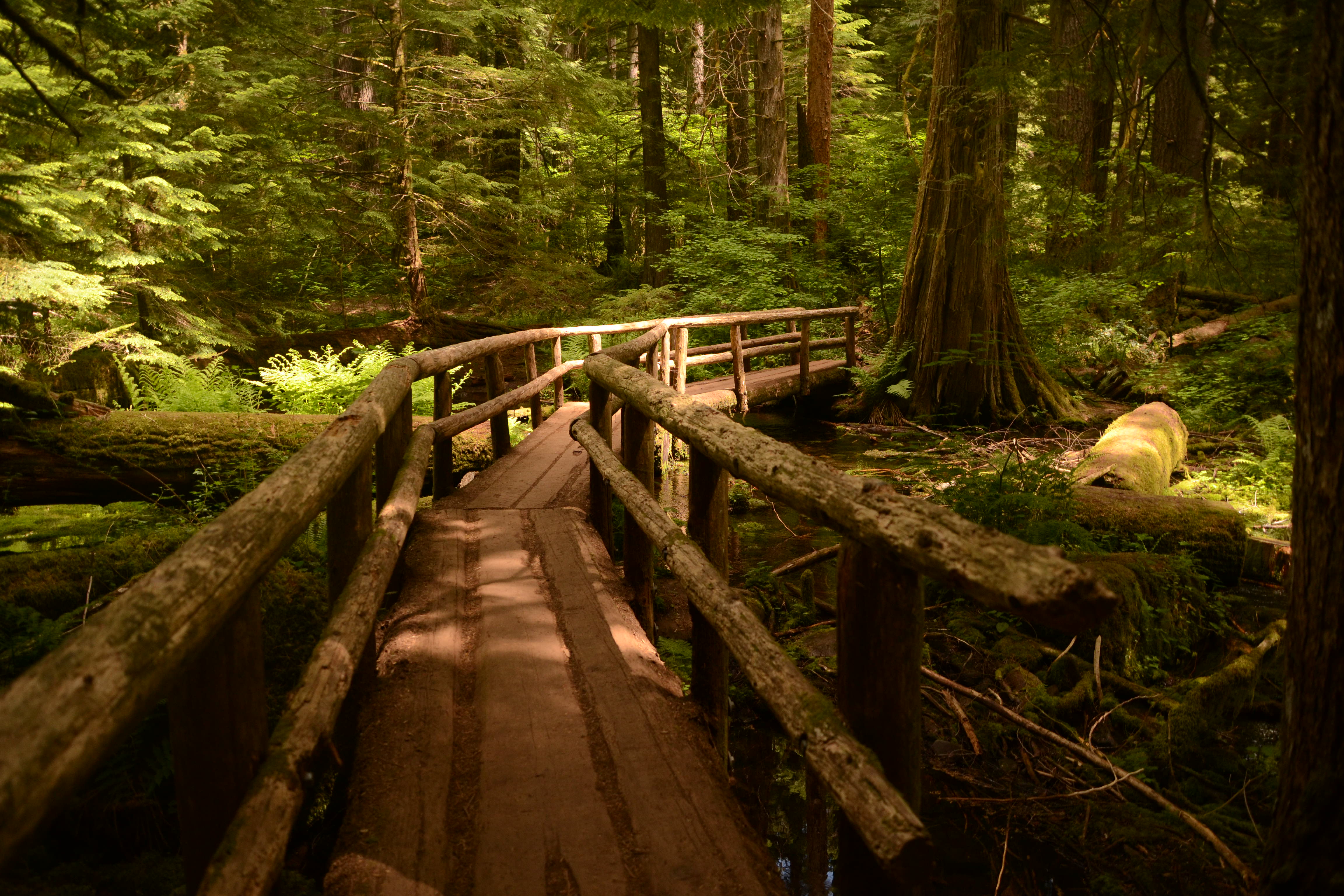 Footbridge Path Oregon Wooden Surface Pine Trees Landscape 4608x3072