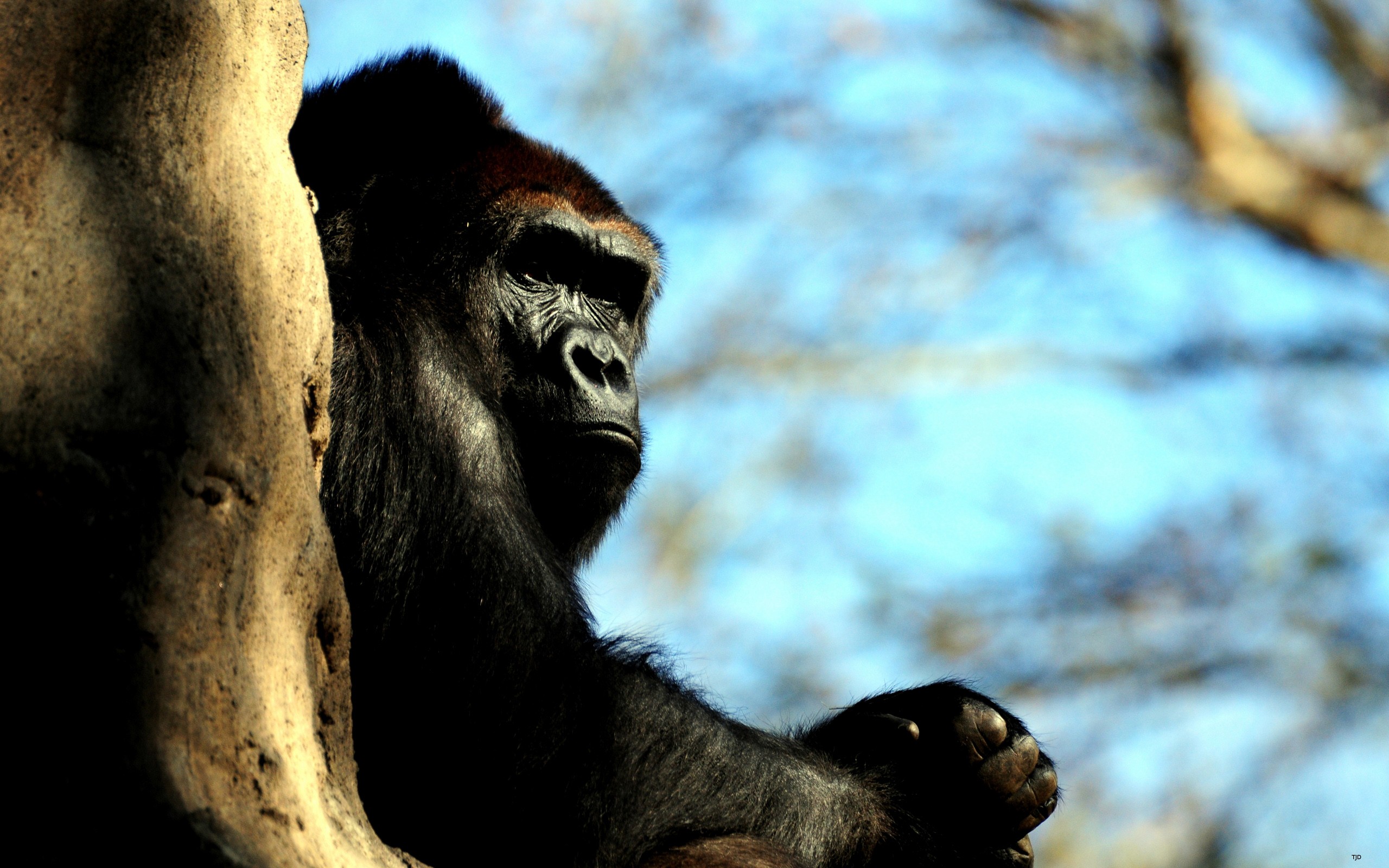 Gorillas Apes Animals Mammals 2560x1600