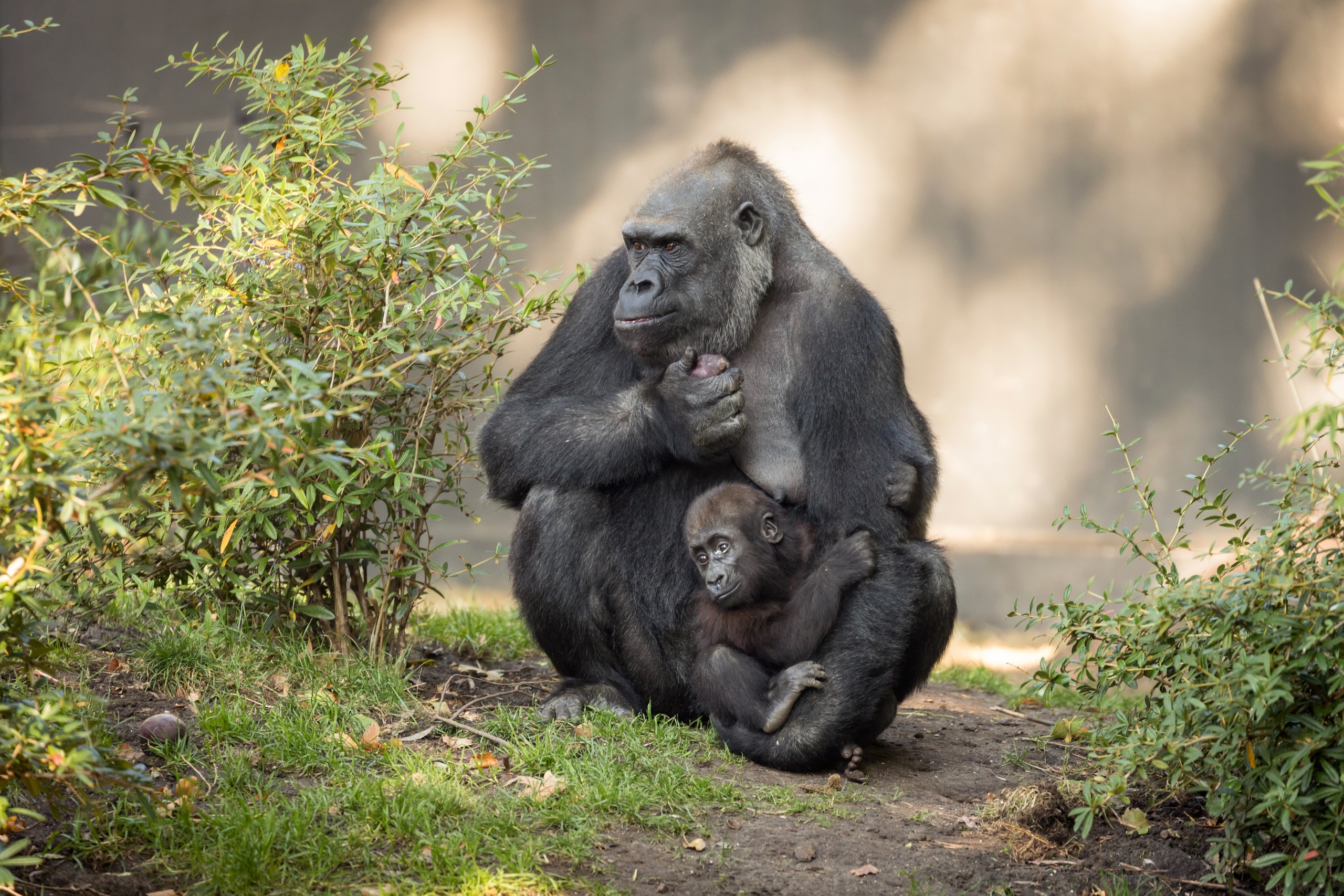 Mother Children Baby Animals Love Apes 2560x1707