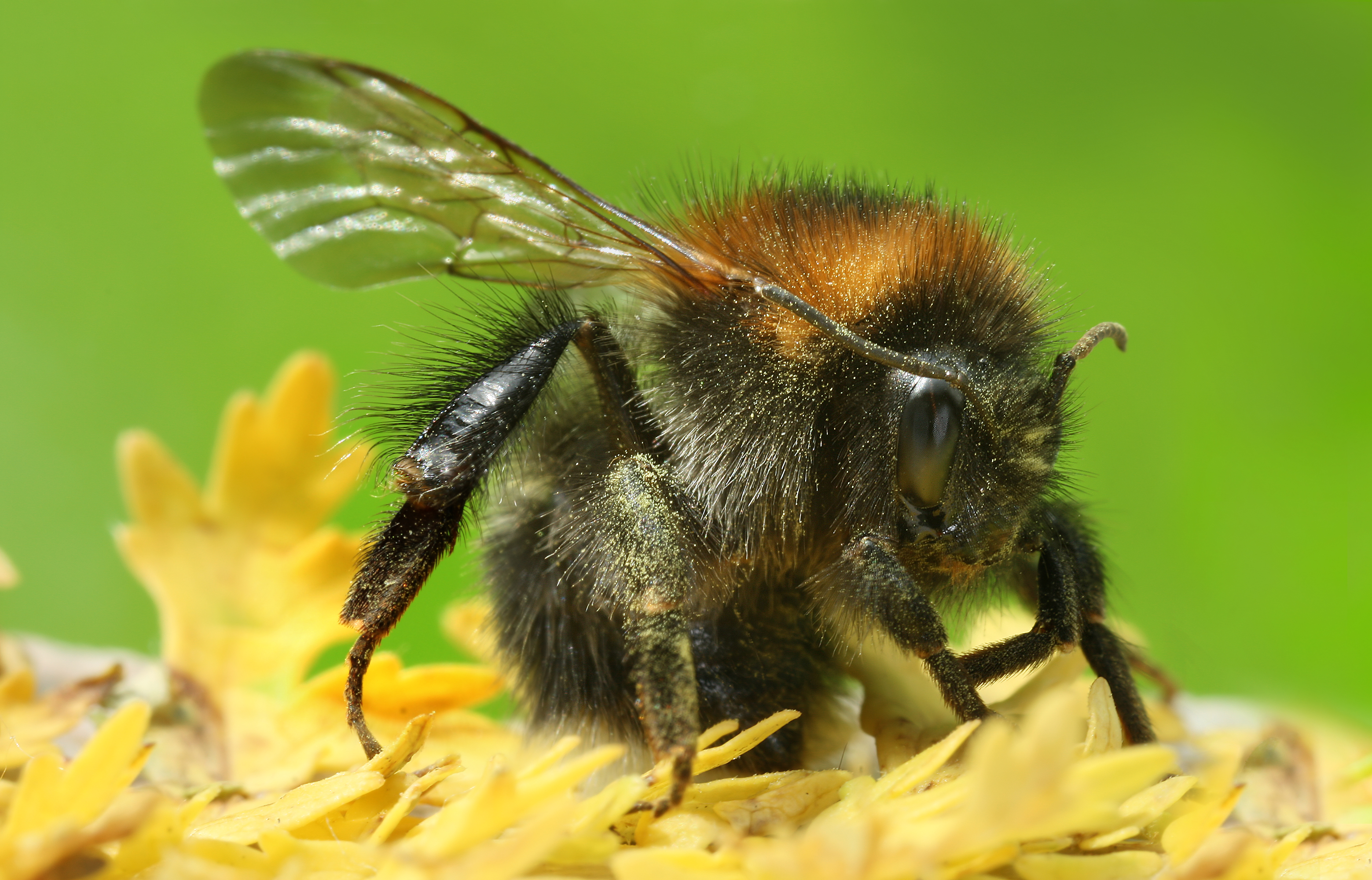 Animal Bumblebee 3118x2000