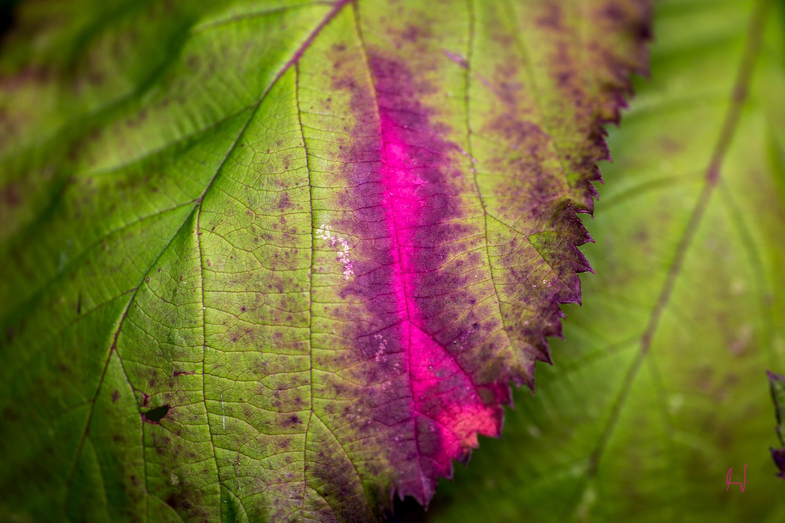 Photography Macro Leaves Antiques Blurred Pink 1600x1067