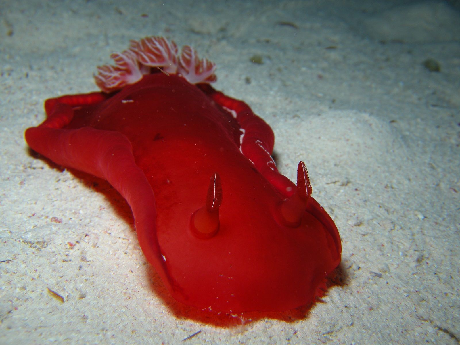 Nudibranch Sea Slug 1600x1200