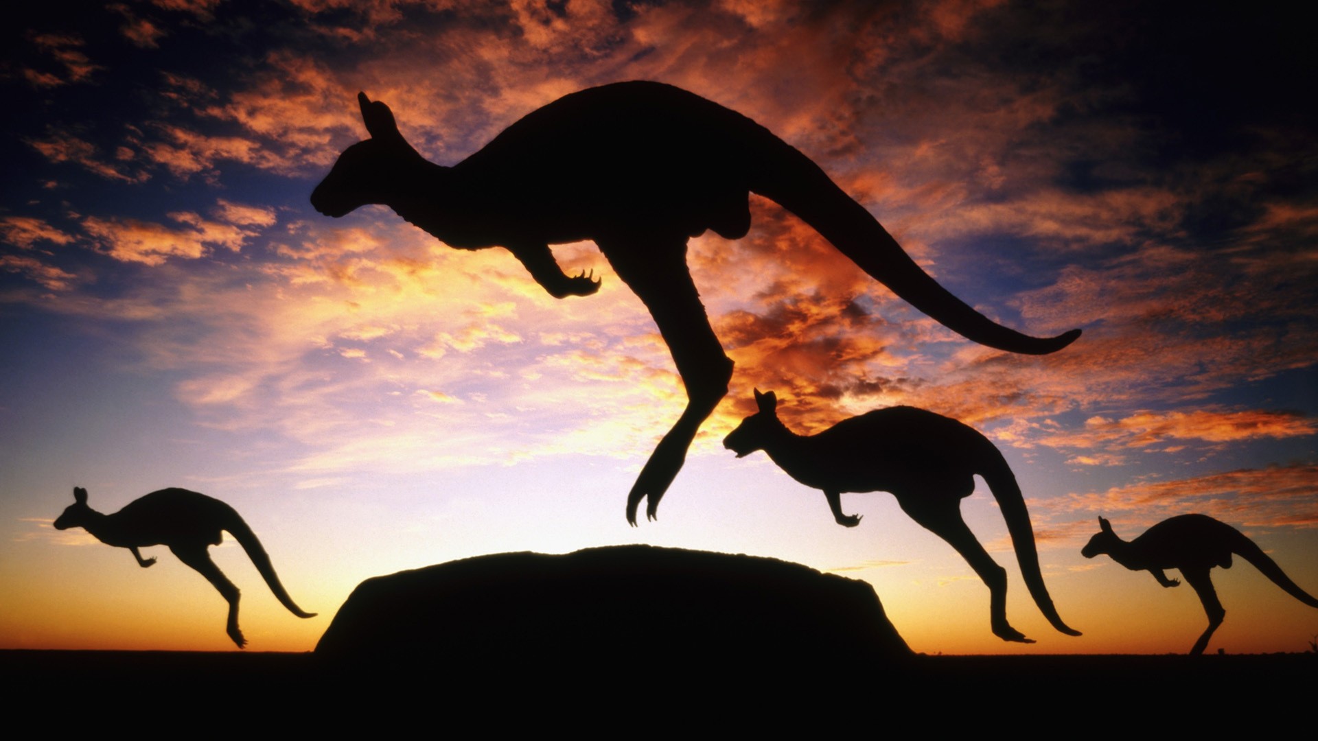 Kangaroos Ayers Rock Uluru Australia Sky Clouds Animals 1920x1080