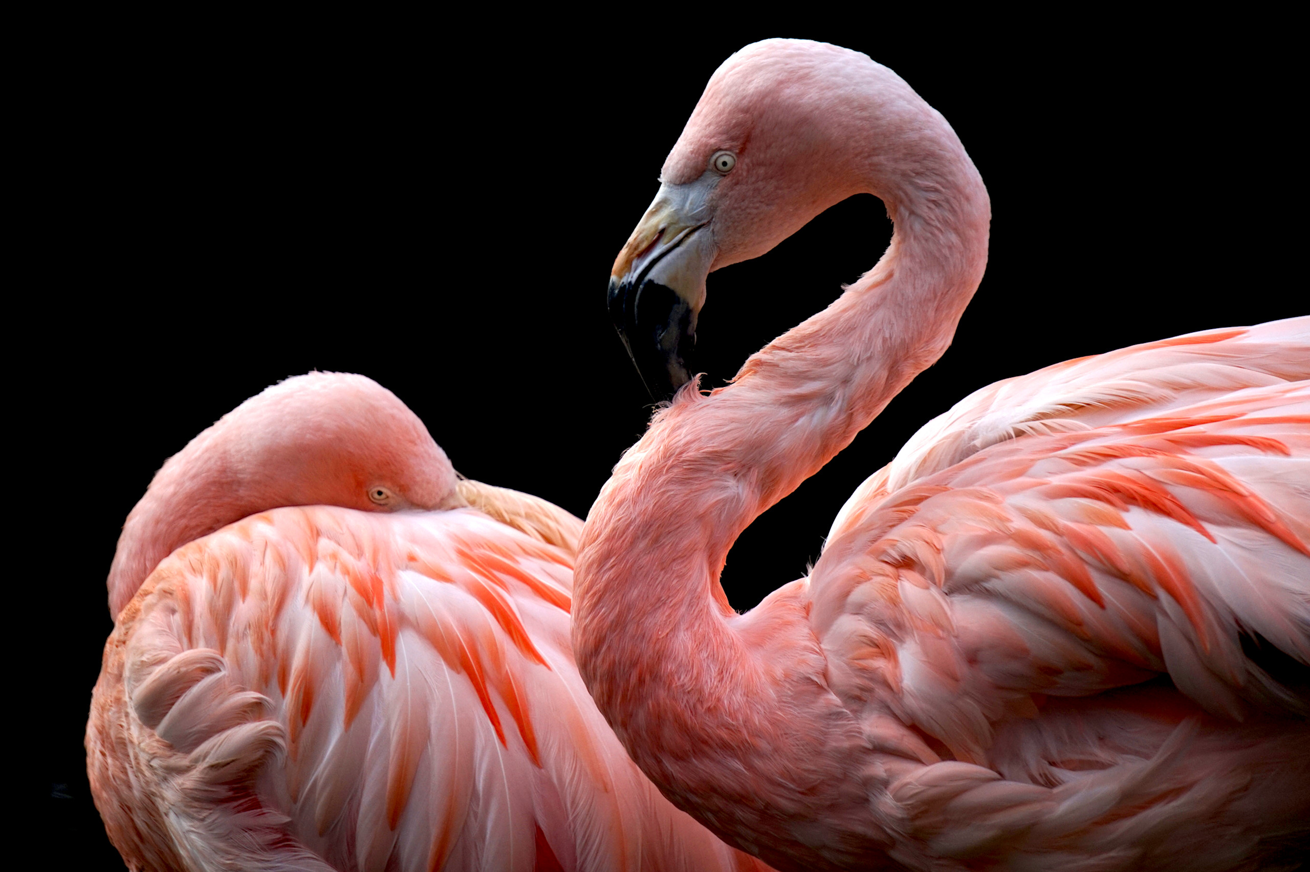 Animals Flamingos Birds Black Background 2560x1704