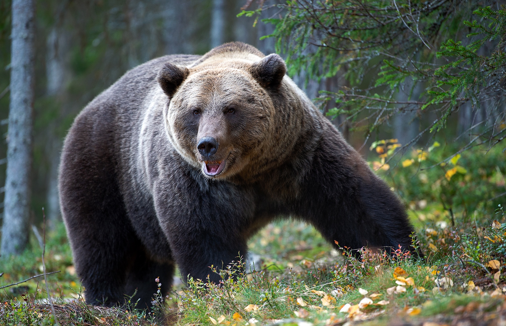 Animals Bears Grizzly Bear Nature Trees 1939x1248